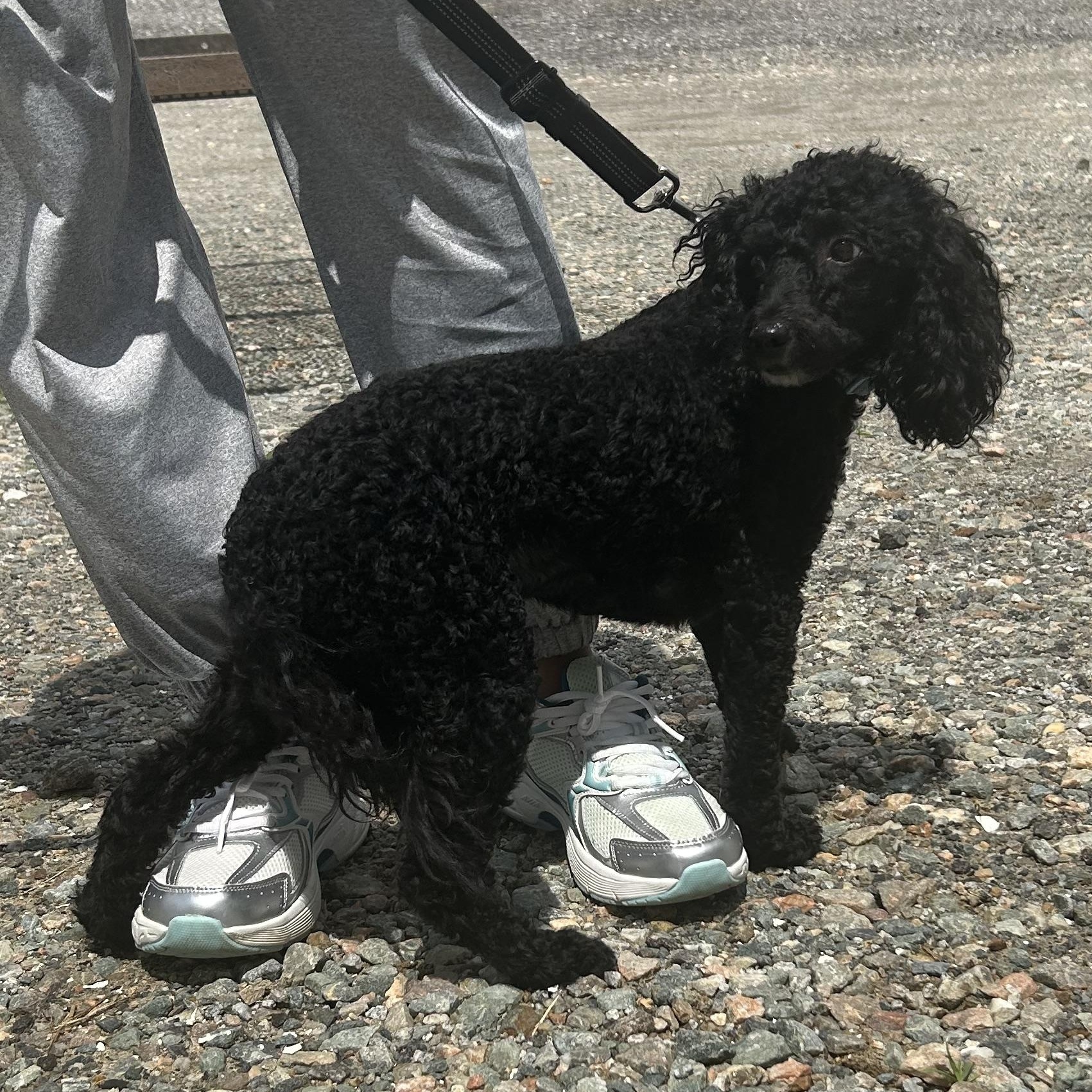 Benjamin, an adopted Miniature Poodle in Cumberland , VA image 4/4