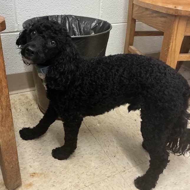 Benjamin, an adopted Miniature Poodle in Cumberland , VA image 2/4