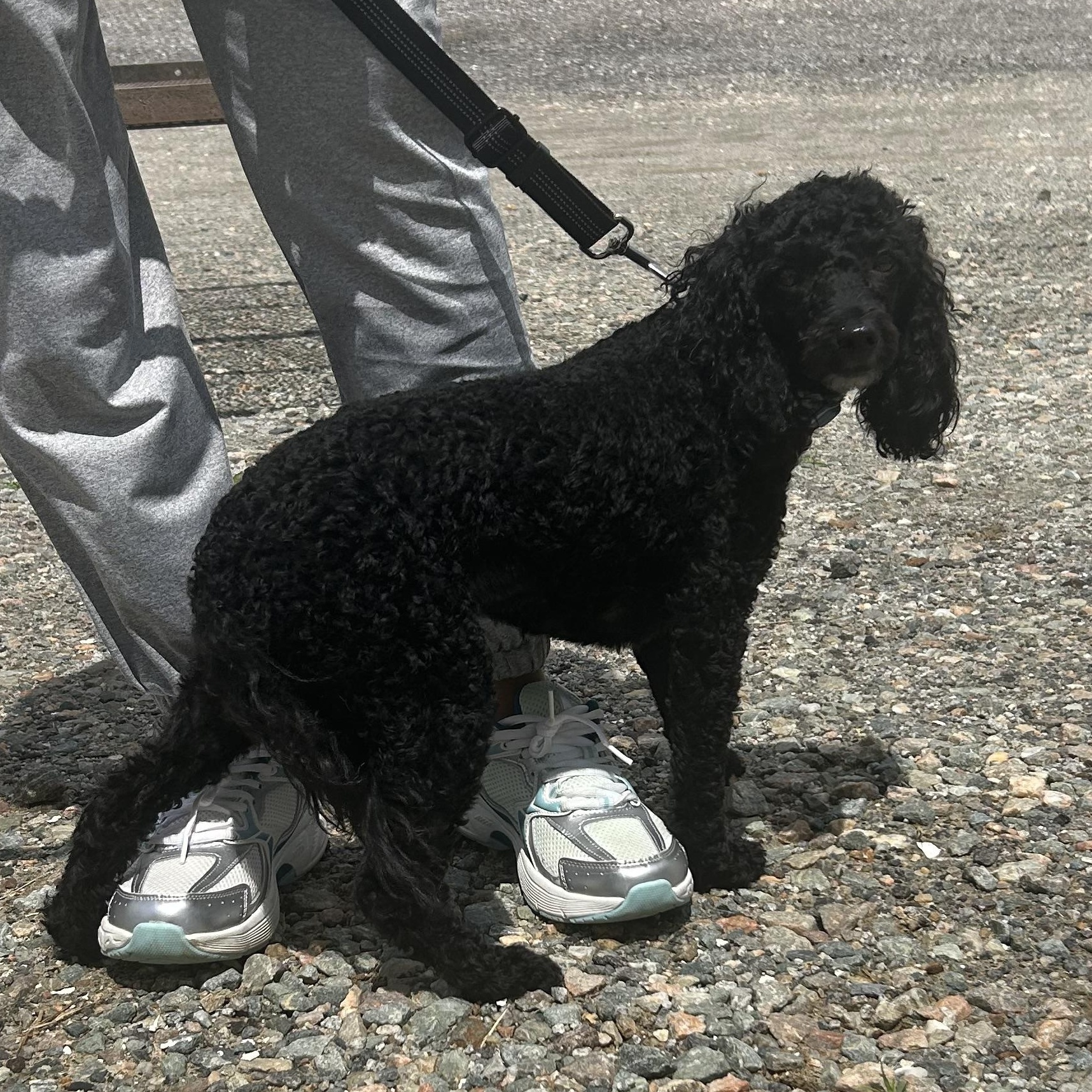 Benjamin, an adopted Miniature Poodle in Cumberland , VA image 1/4