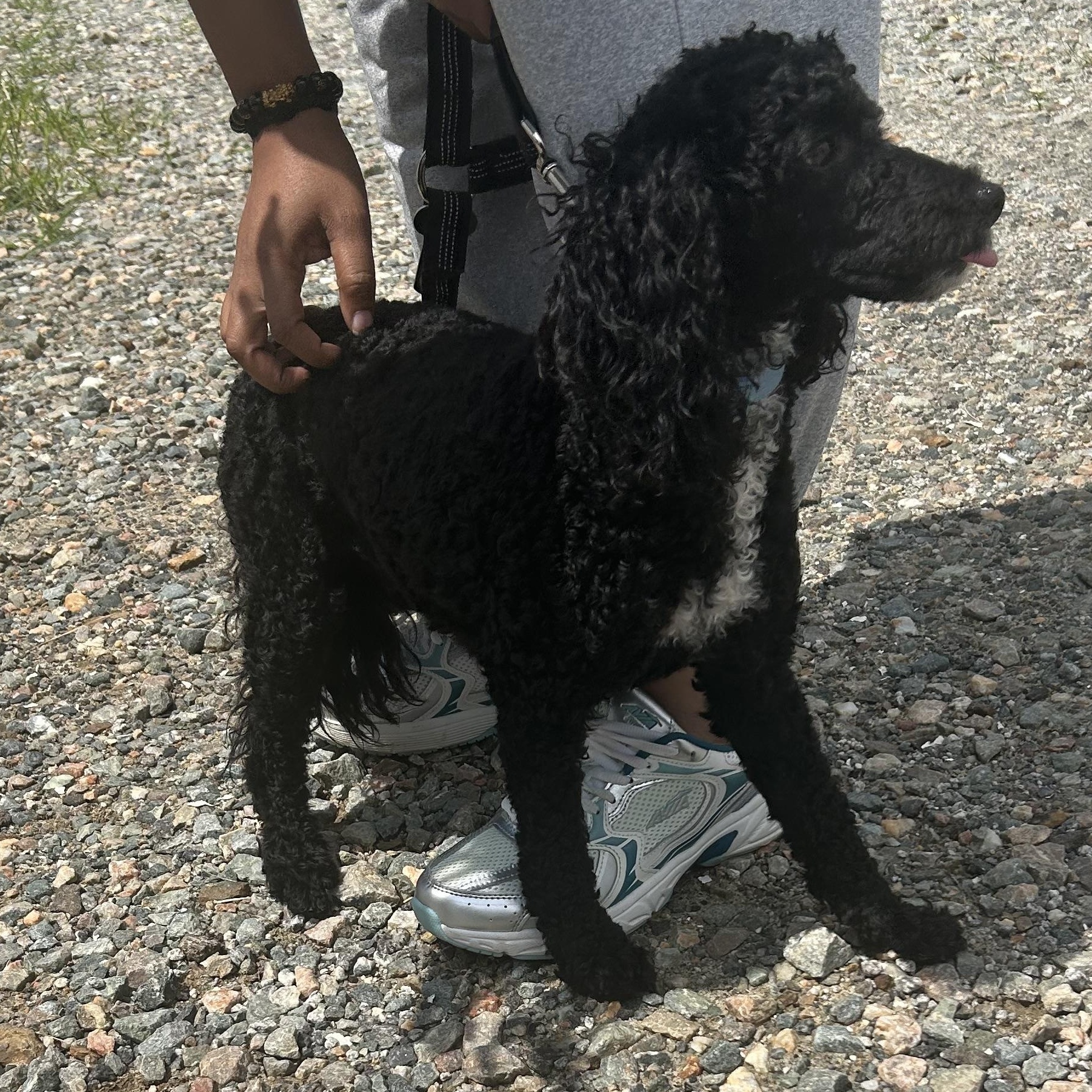Benjamin, an adopted Miniature Poodle in Cumberland , VA image 3/4