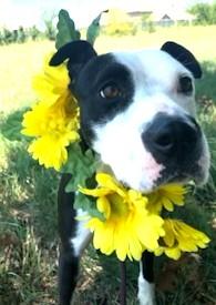 Marissa Uber Cuddler Great Family doggie! $200 Adoption fee Fully Vetted & Healthy