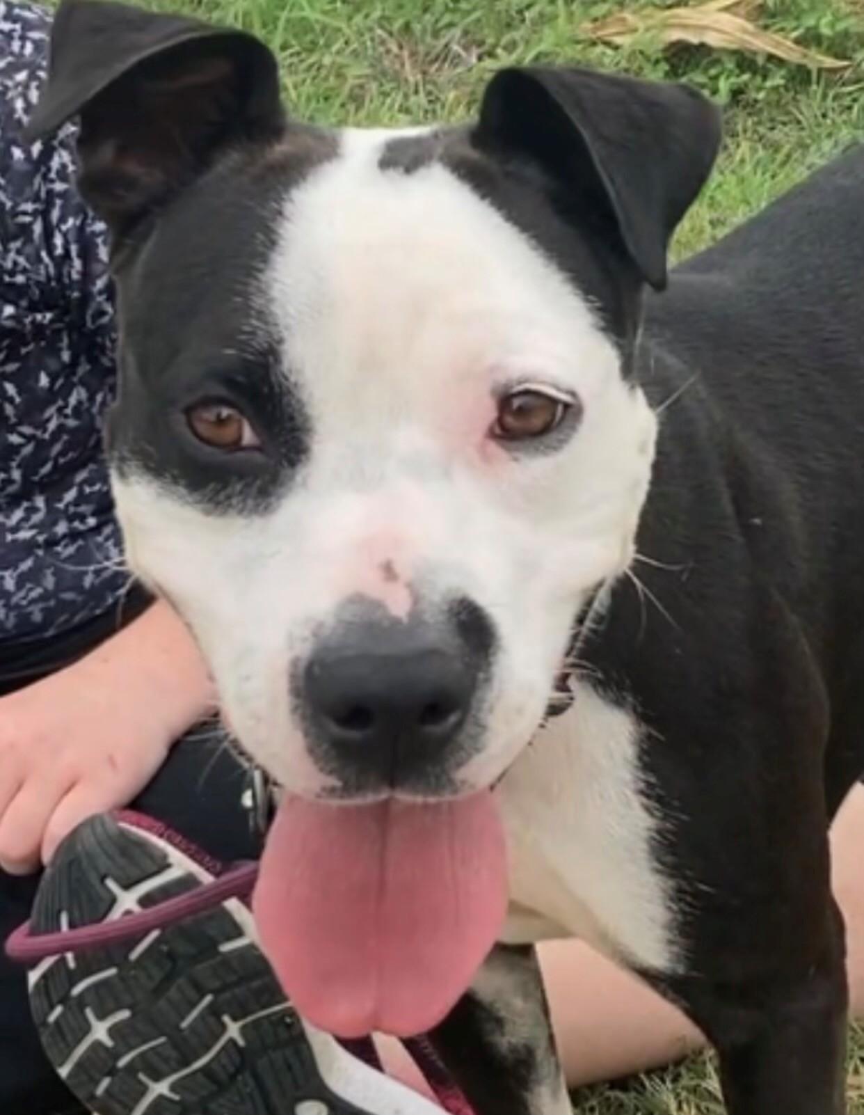 Marissa Uber Cuddler Great Family doggie! $200 Adoption fee Fully Vetted & Healthy