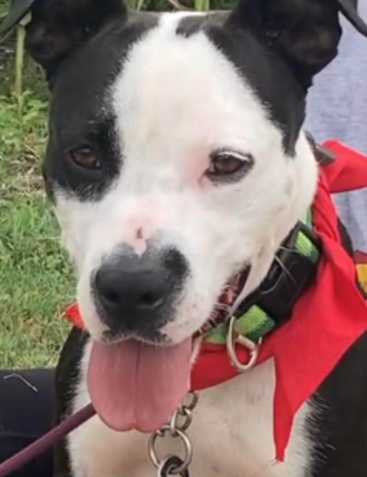 Marissa Uber Cuddler Great Family doggie! $200 Adoption fee Fully Vetted & Healthy