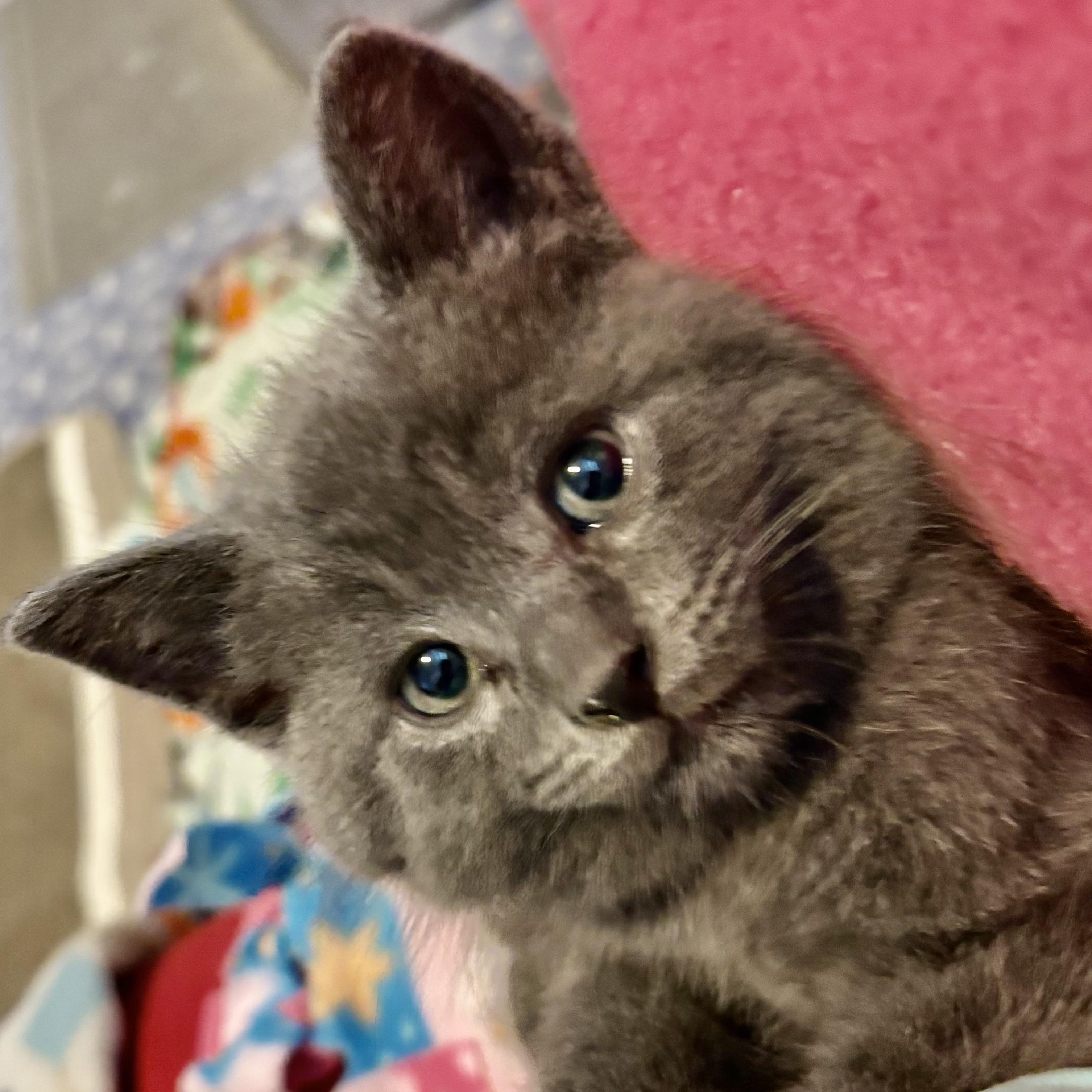 Lasagna, Adopted, Kitten Male Russian Blue.