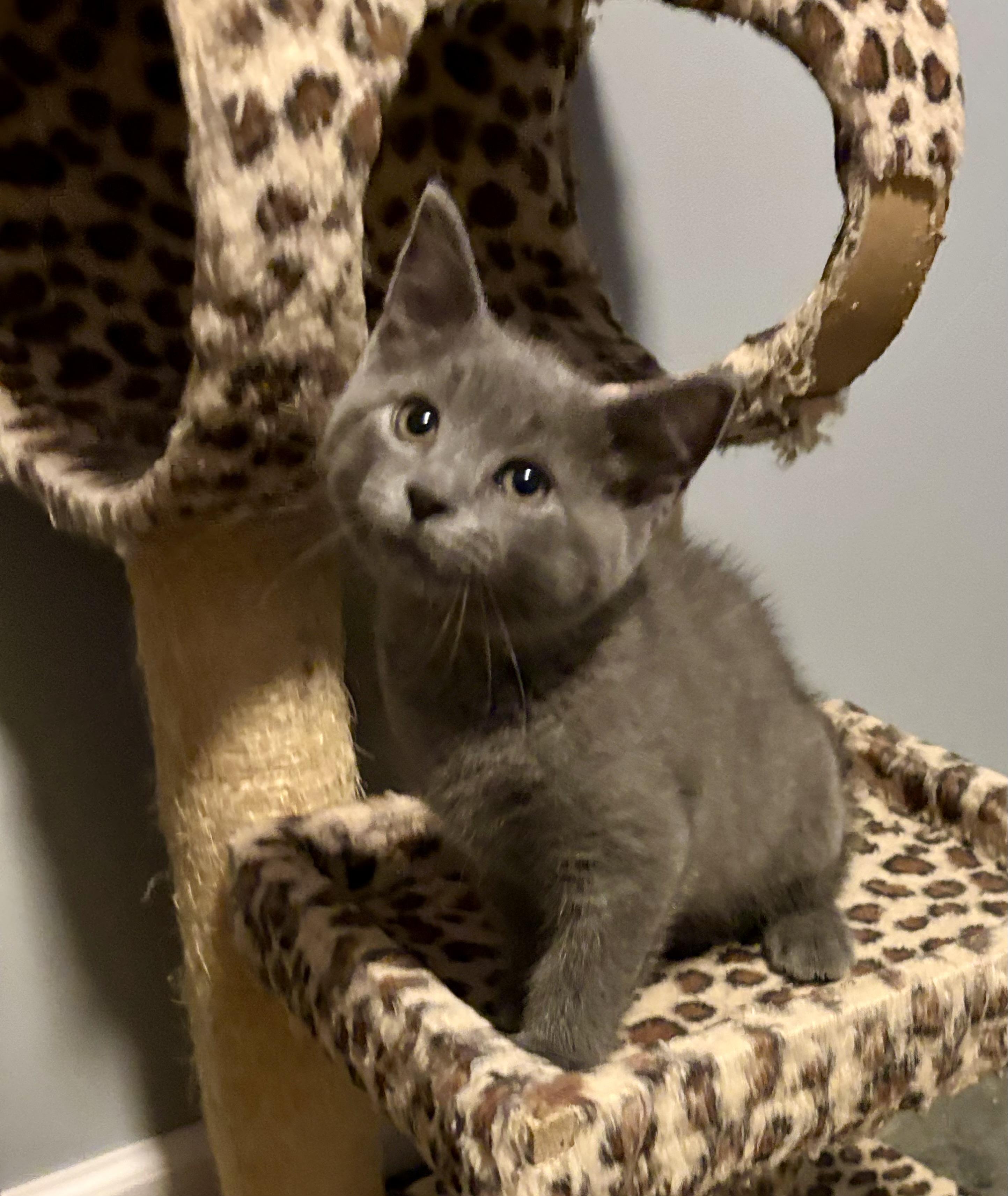 Enlarge Lasagna, a Adopted mixed breed in Brookville, OH image 3/5