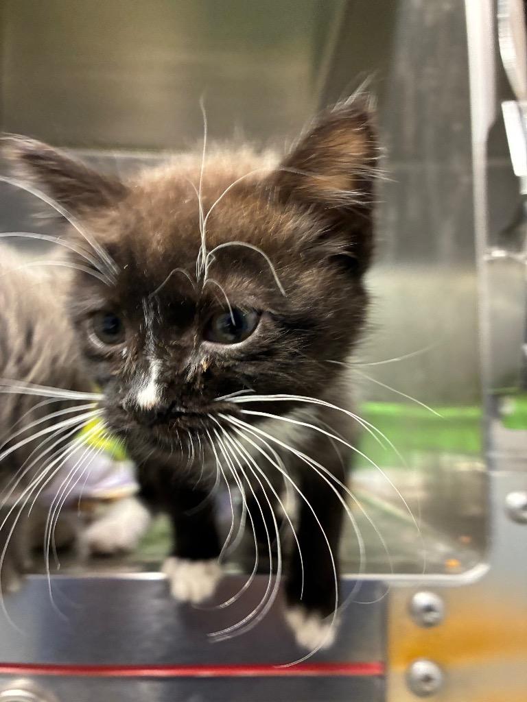 Lolipop, Adoptable, Kitten Male Domestic Short Hair.