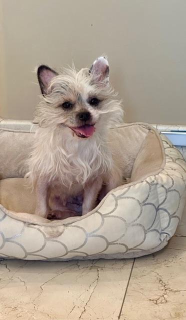 Cookie, Adoptable, Young Female Yorkshire Terrier & Chinese Crested Dog.