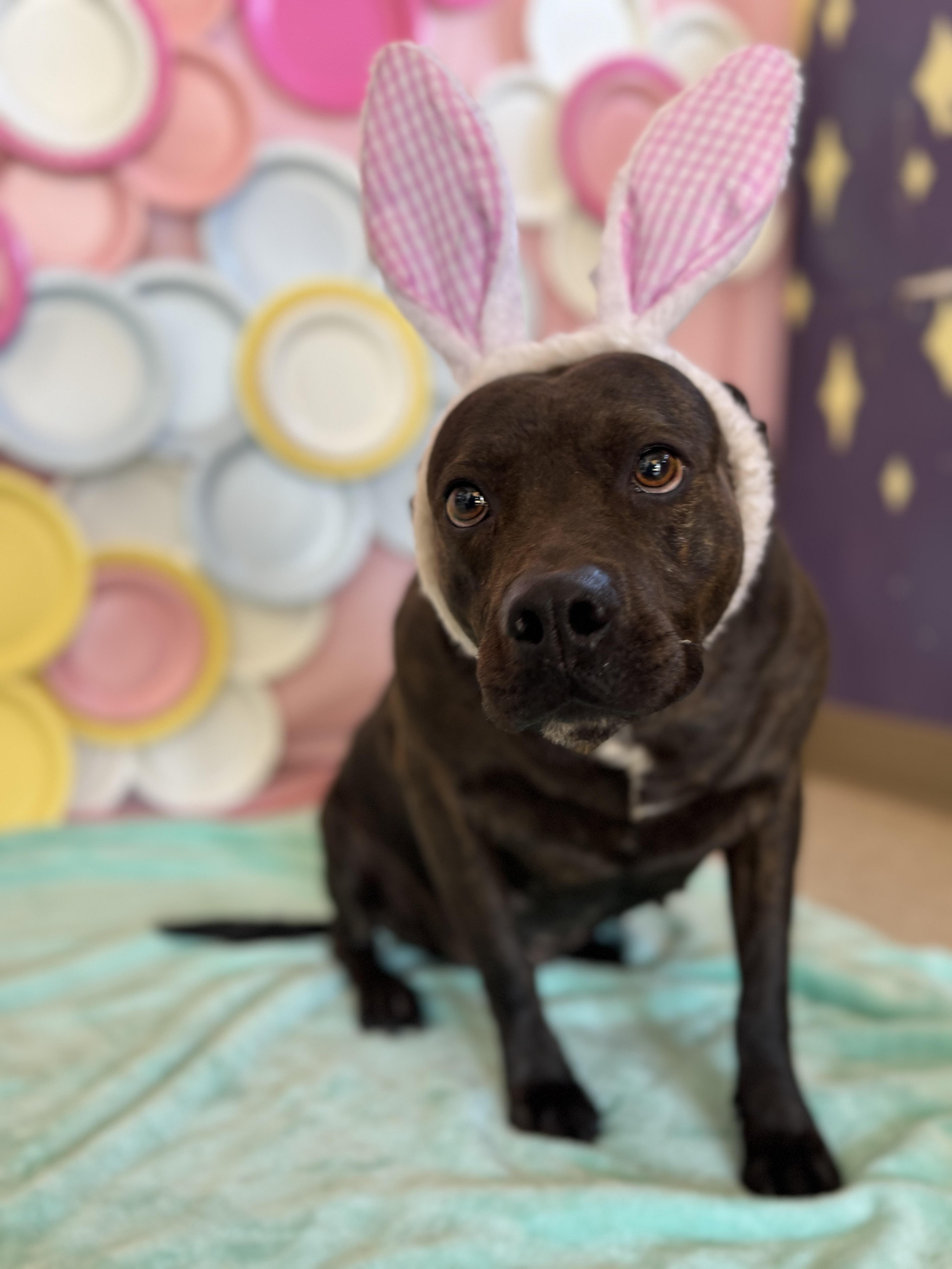 Enlarge Cheyanne, an adoptable American Staffordshire Terrier in Chickasha, OK image 2/6