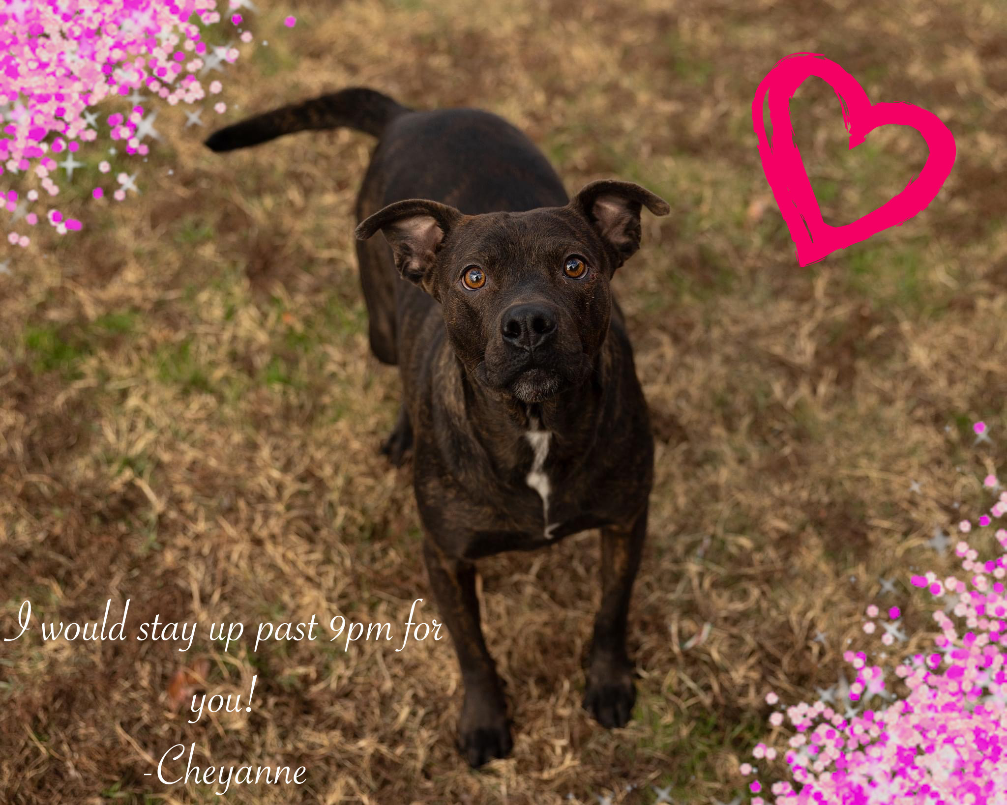 Cheyanne, a Adoptable American Staffordshire Terrier in Chickasha, OK image 4/4