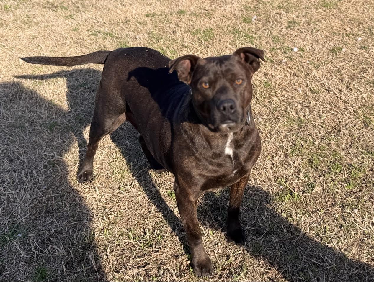 Enlarge Cheyanne, an adoptable American Staffordshire Terrier in Chickasha, OK image 1/6
