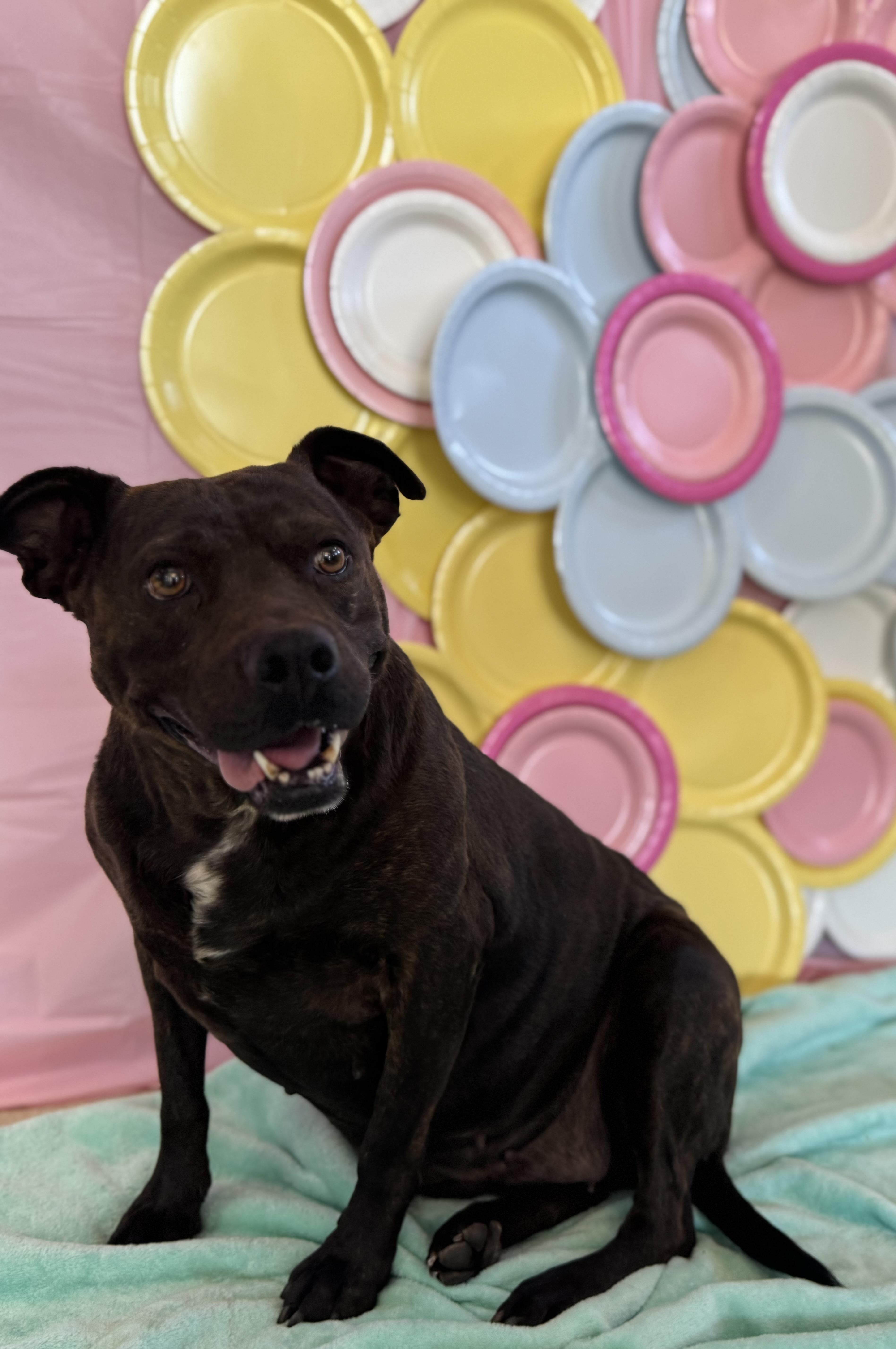 Enlarge Cheyanne, an adoptable American Staffordshire Terrier in Chickasha, OK image 1/6