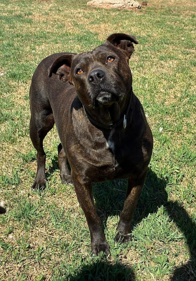 Enlarge Cheyanne, an adoptable American Staffordshire Terrier in Chickasha, OK image 2/6