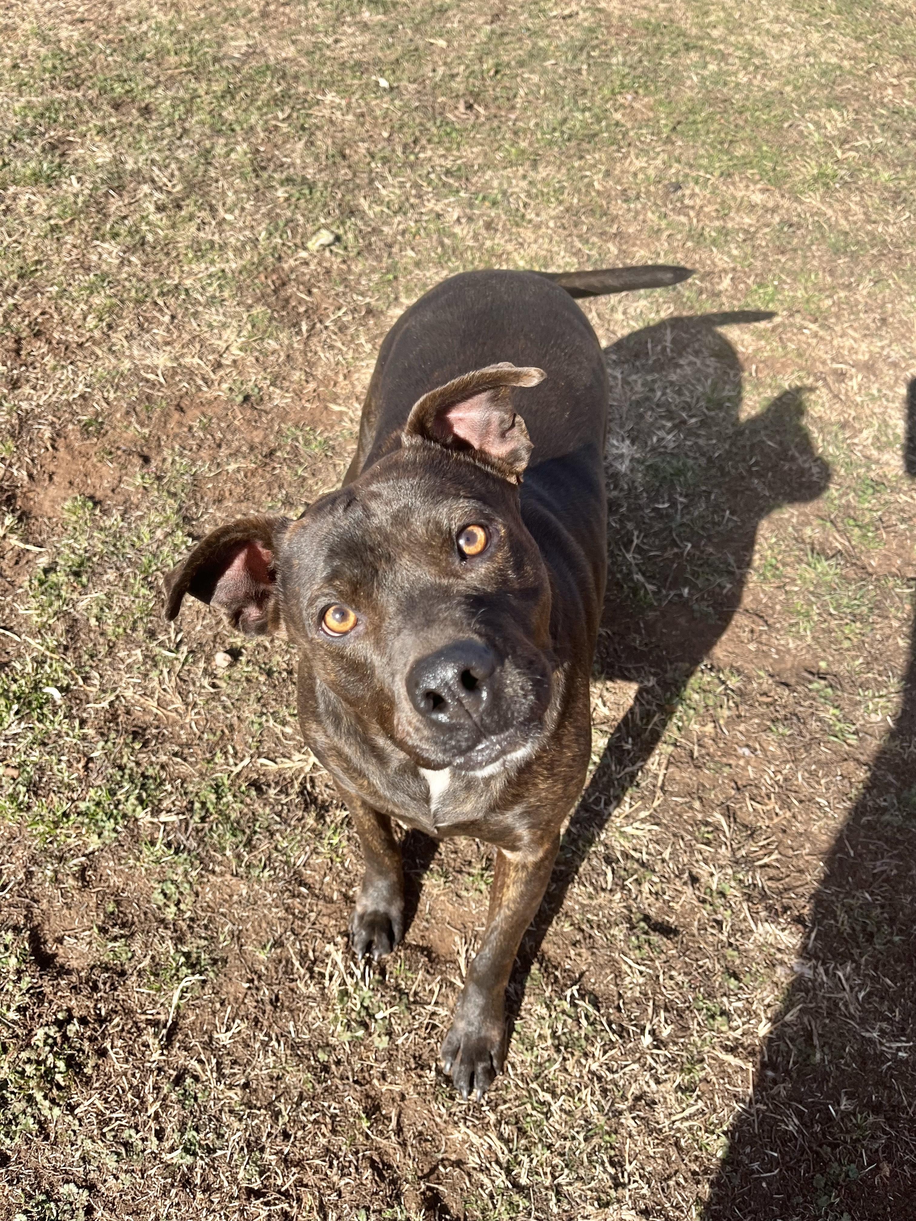 Cheyanne, a Adoptable American Staffordshire Terrier in Chickasha, OK image 2/4