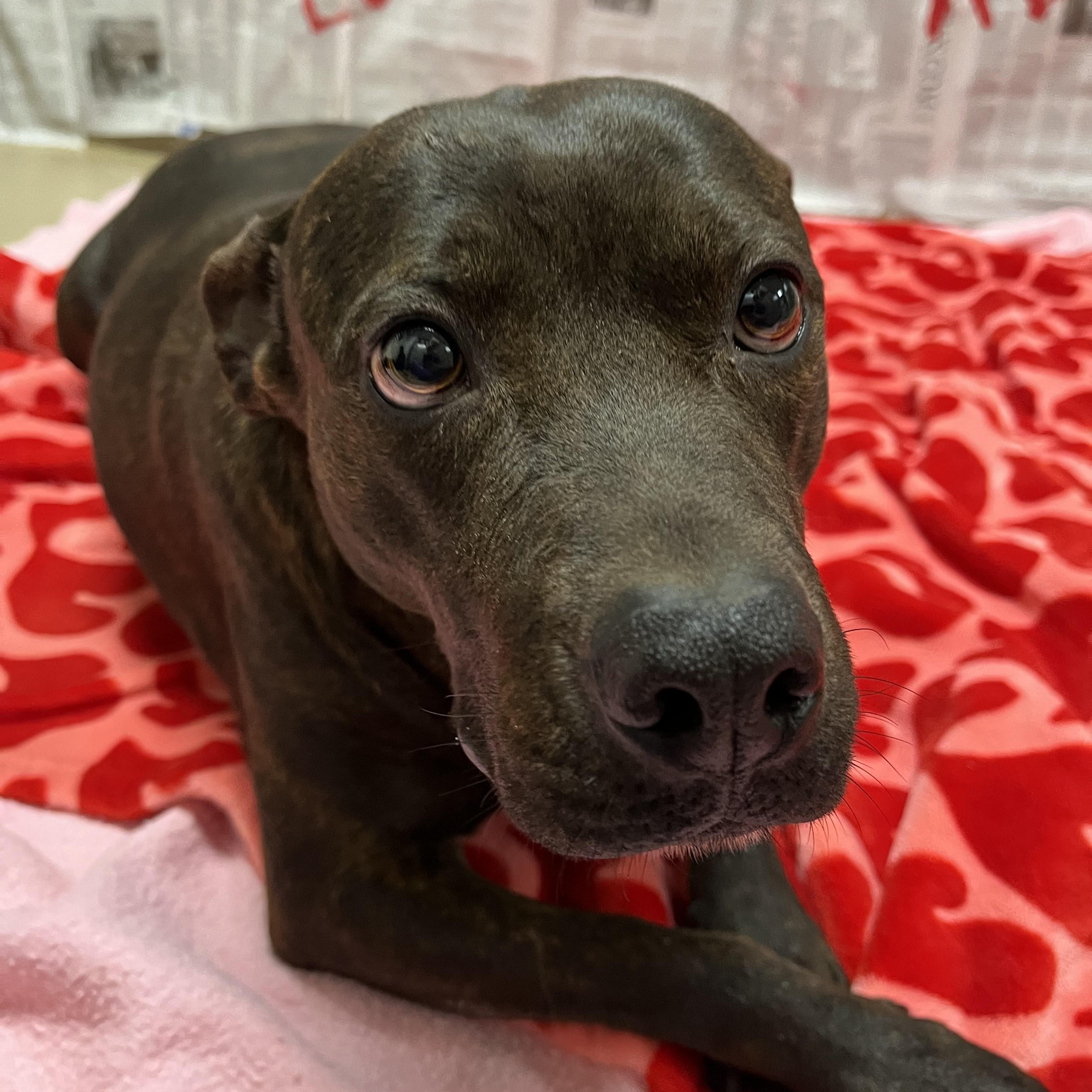 Cheyanne, a Adoptable American Staffordshire Terrier in Chickasha, OK image 3/4