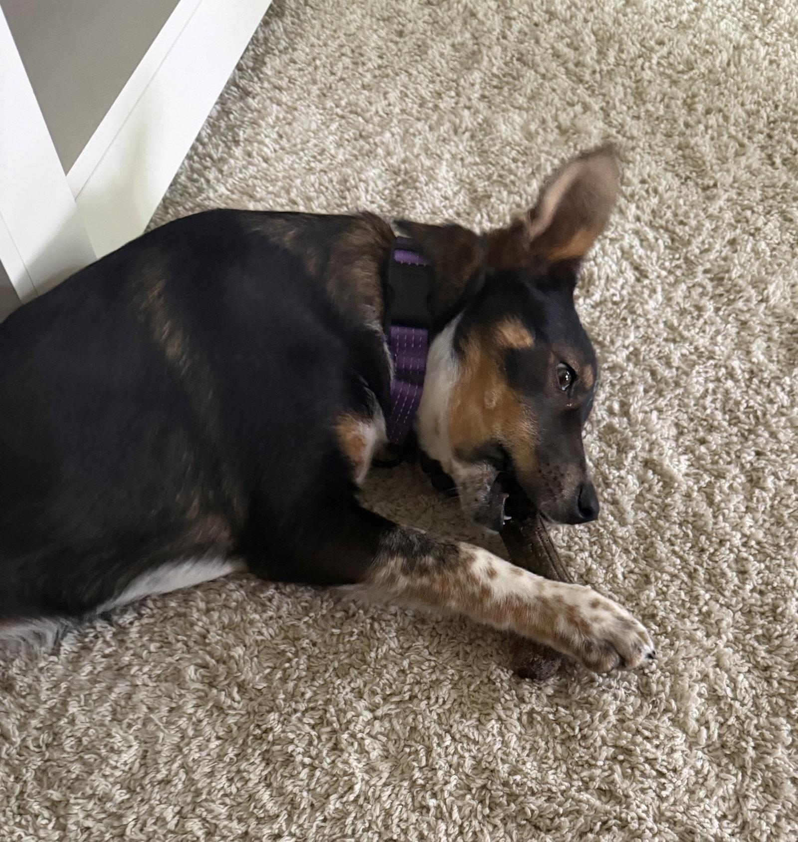 Zahra, Adoptable, Young Female Australian Cattle Dog / Blue Heeler & Husky.