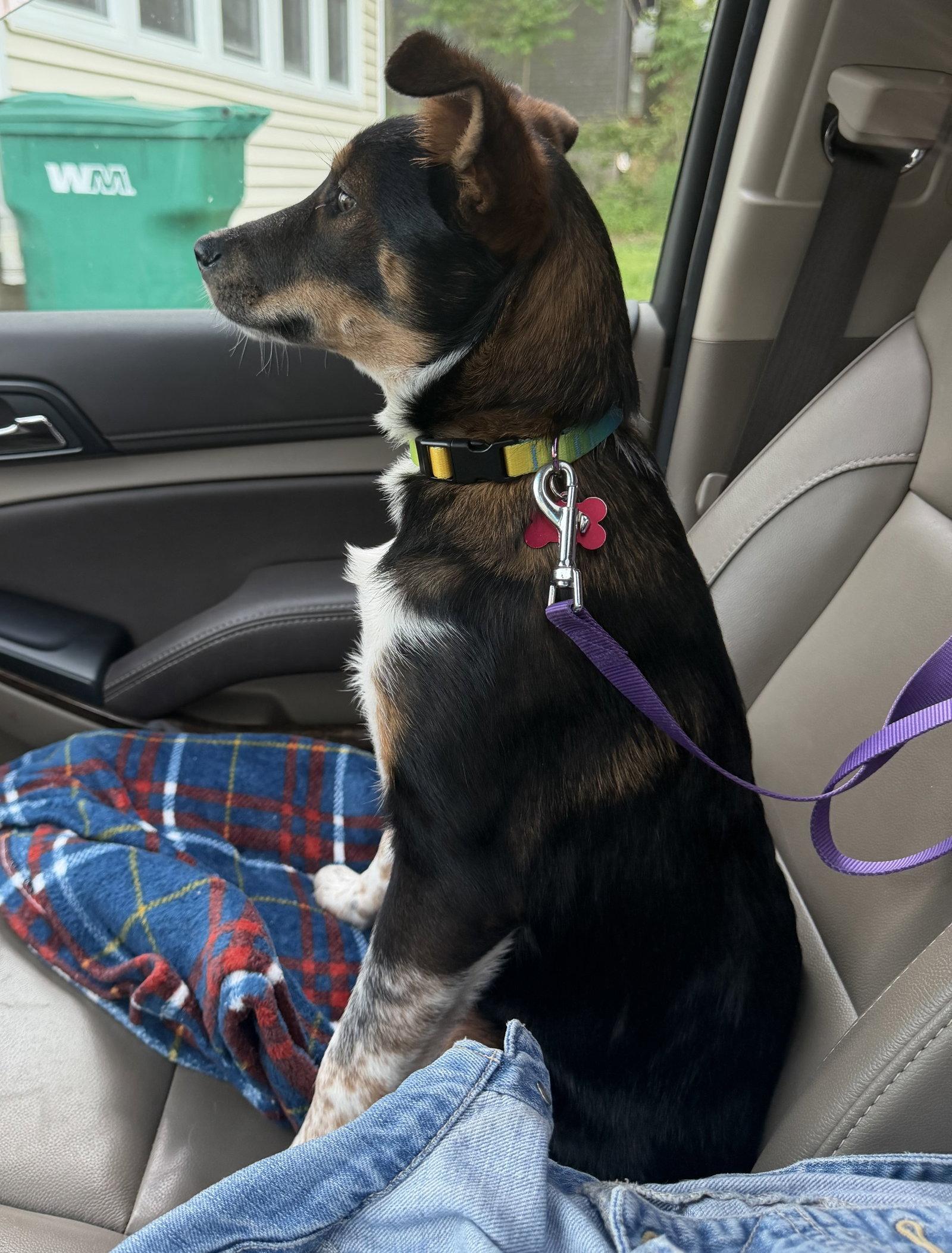 Zahra, a Adoptable mixed breed in Springville, NY image 2/3