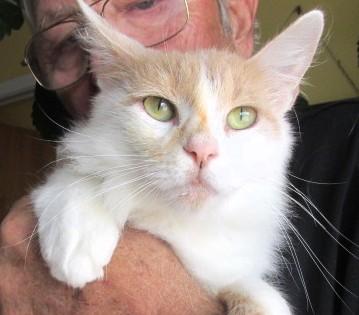 Tina, adopted, Young Female Maine Coon & Domestic Short Hair.