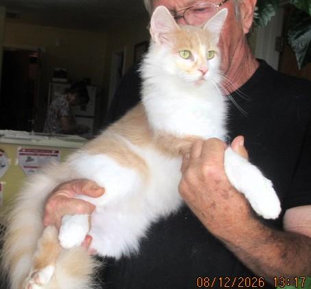 Enlarge Tina, an adopted mixed breed in Frederick, MD image 3/4