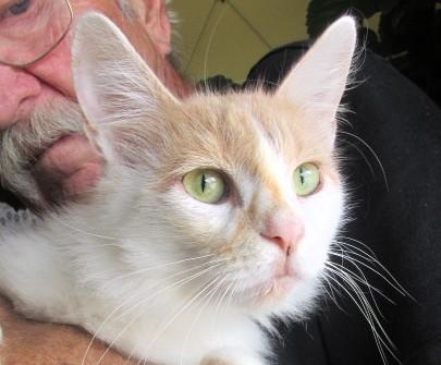 Enlarge Tina, an adopted mixed breed in Frederick, MD image 4/4