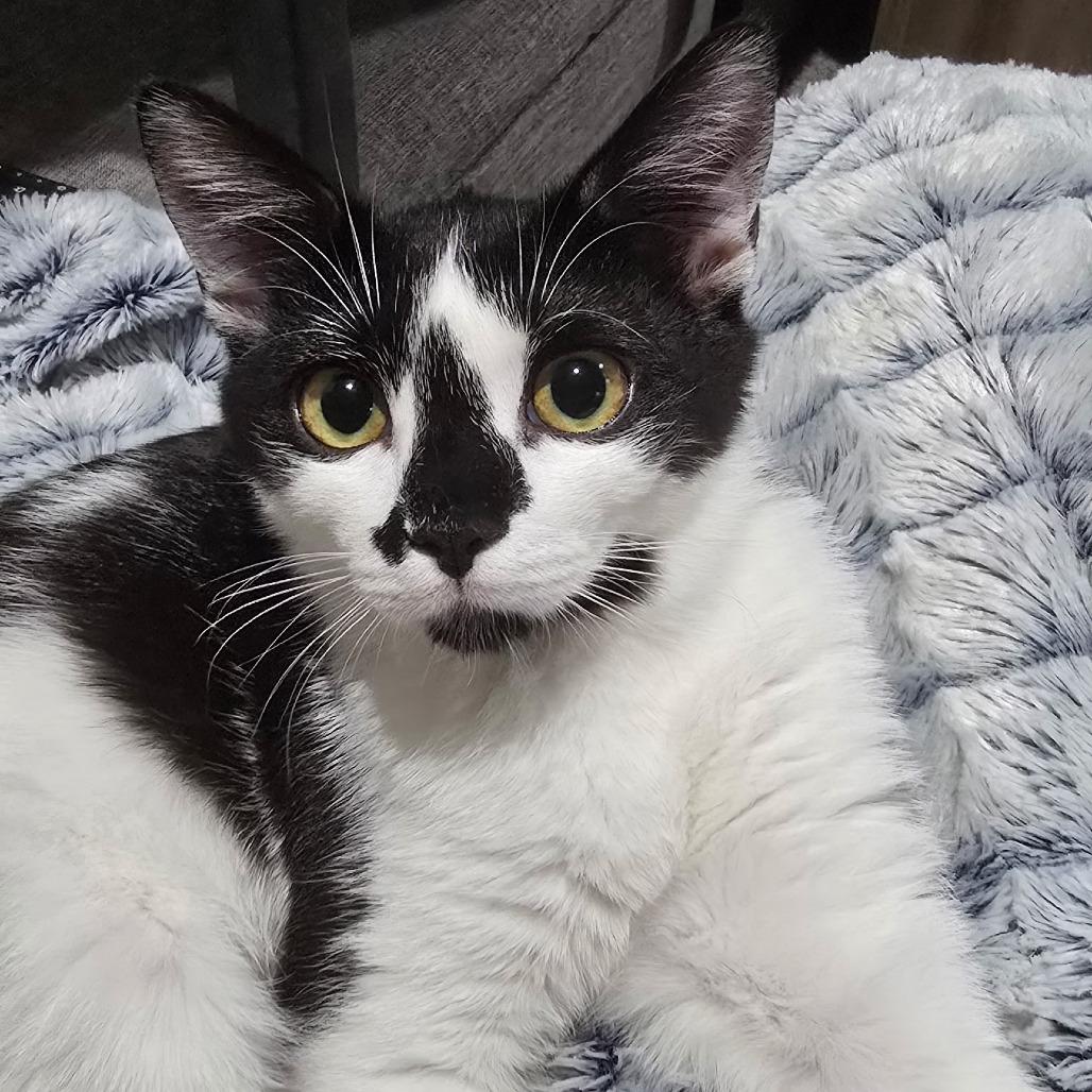 Monet, Adoptable, Young Female Domestic Short Hair.