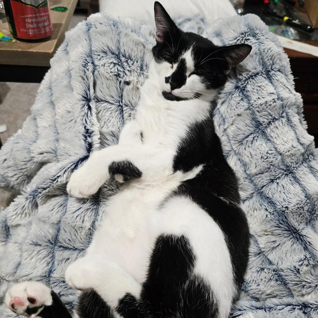 Enlarge Monet, a Adoptable Domestic Short Hair in Fort Worth, TX image 2/5