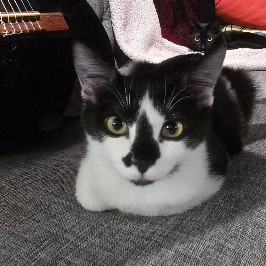 Monet, a Adoptable Domestic Short Hair in Fort Worth, TX image 2/5