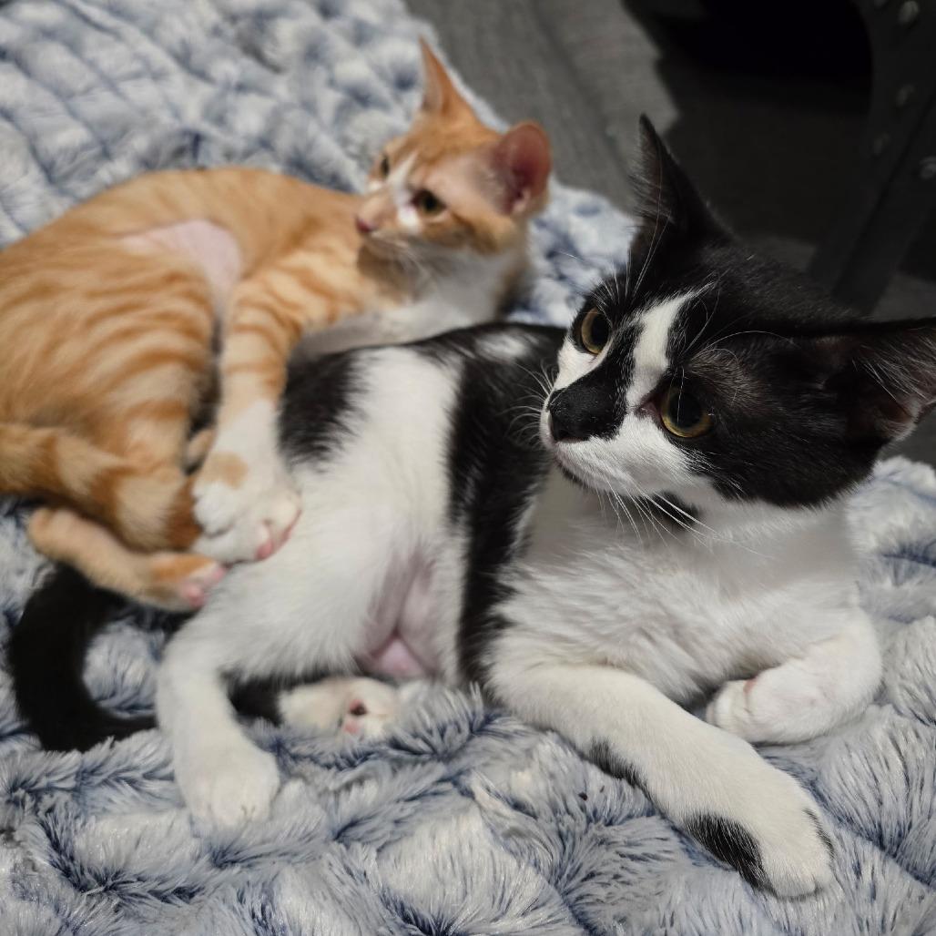 Monet, a Adoptable Domestic Short Hair in Fort Worth, TX image 3/5