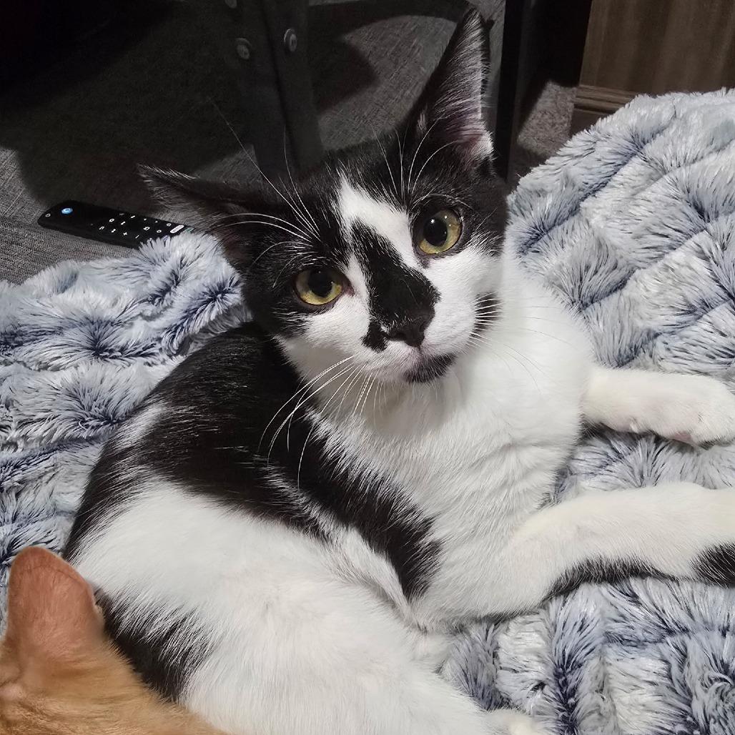 Monet, a Adoptable Domestic Short Hair in Fort Worth, TX image 4/5