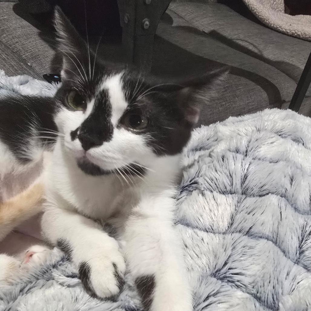 Monet, a Adoptable Domestic Short Hair in Fort Worth, TX image 5/5