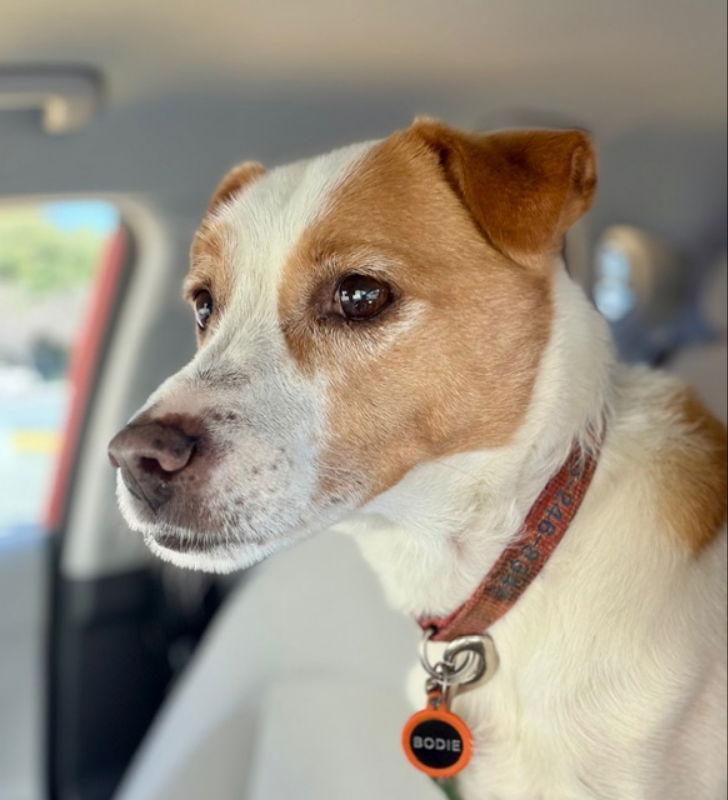 Enlarge Bodie, a Adoptable Terrier in Sunnyvale, CA image 1/2