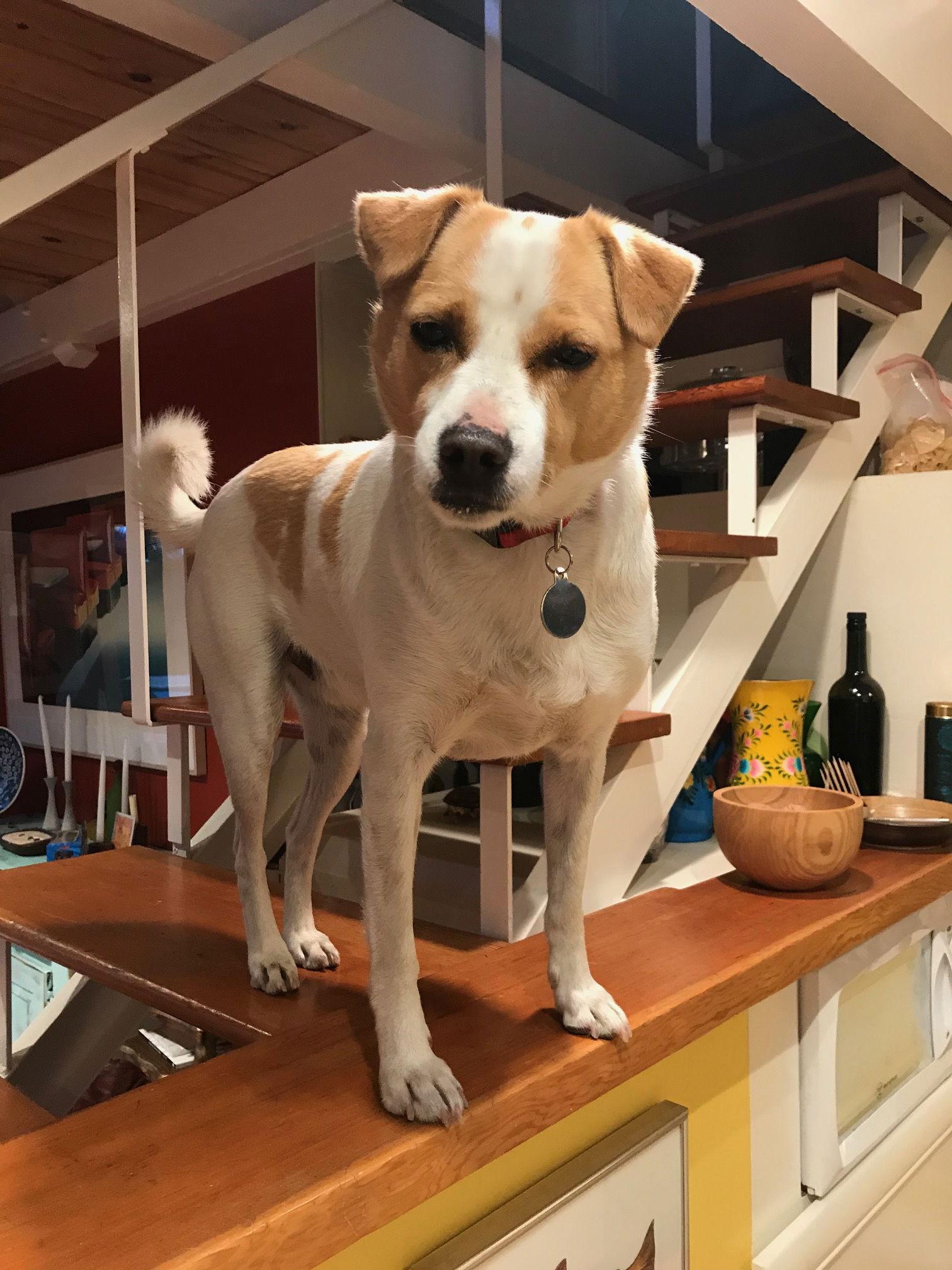 Enlarge Bodie, a Adoptable Terrier in Sunnyvale, CA image 1/1