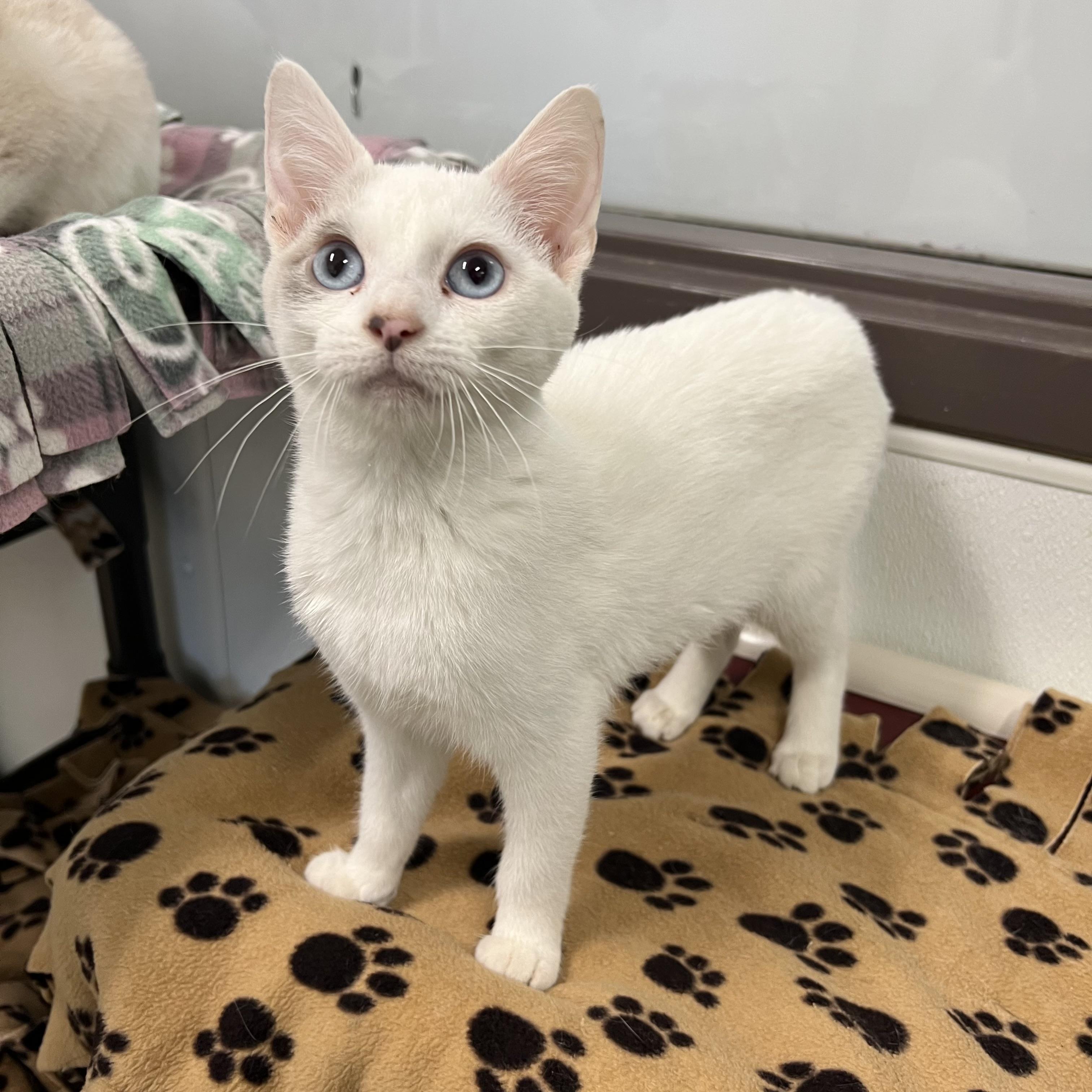 Amira, a ADOPTABLE mixed breed in Fairmont, MN image 3/6