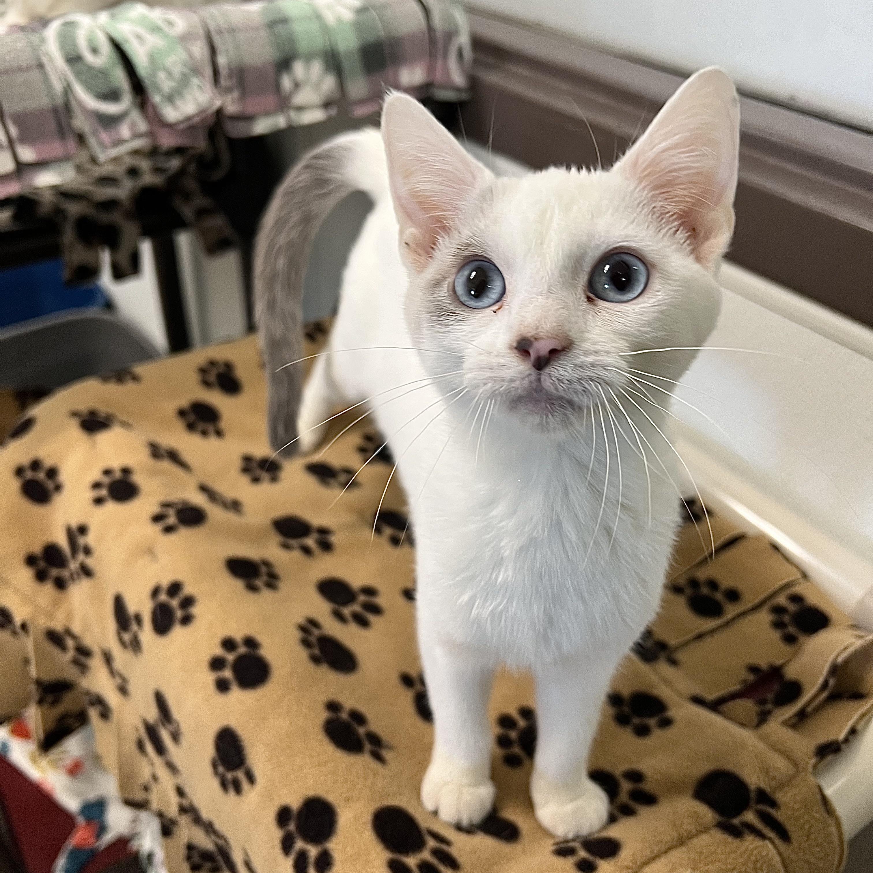 Amira, a ADOPTABLE mixed breed in Fairmont, MN image 2/6