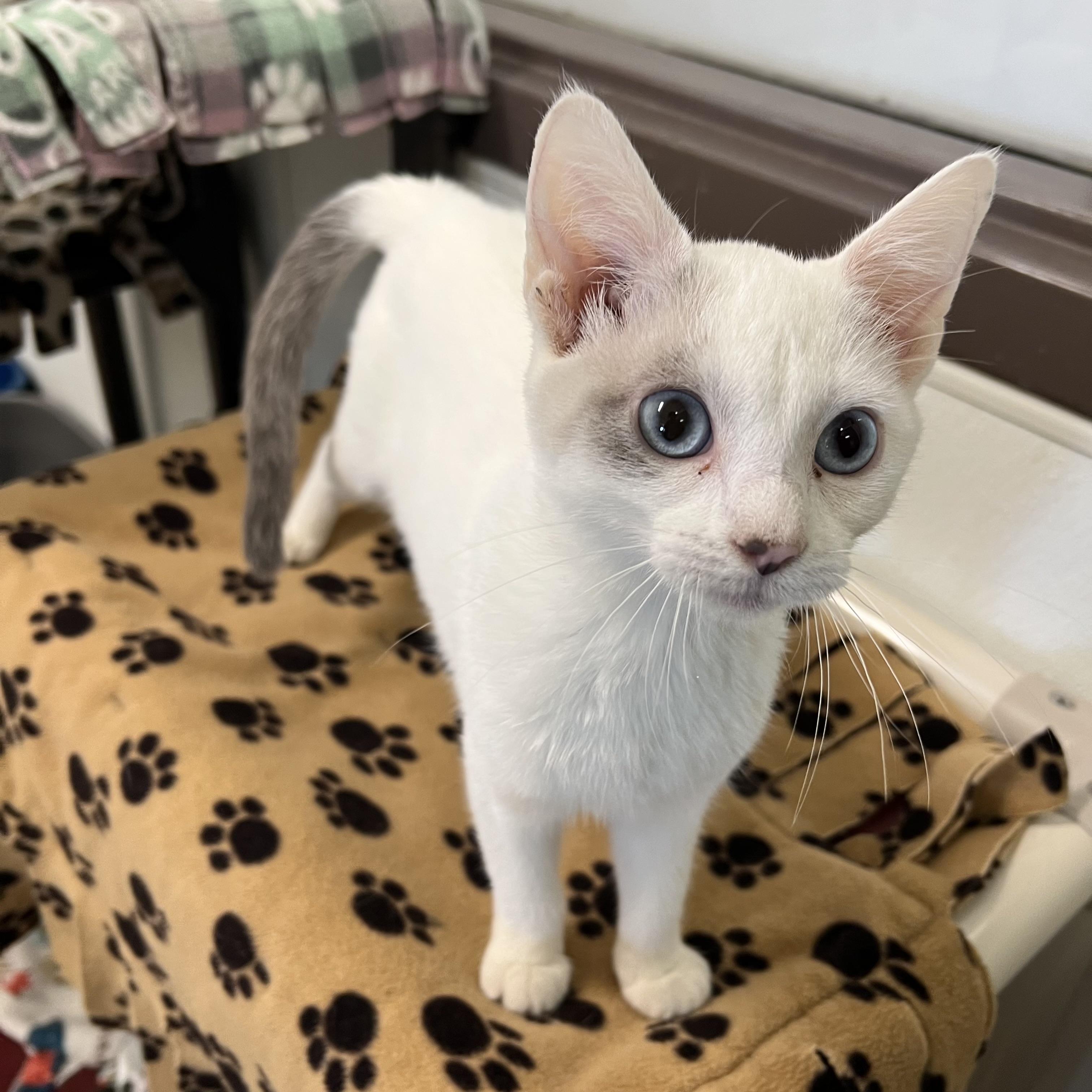 Amira, a ADOPTABLE mixed breed in Fairmont, MN image 4/6