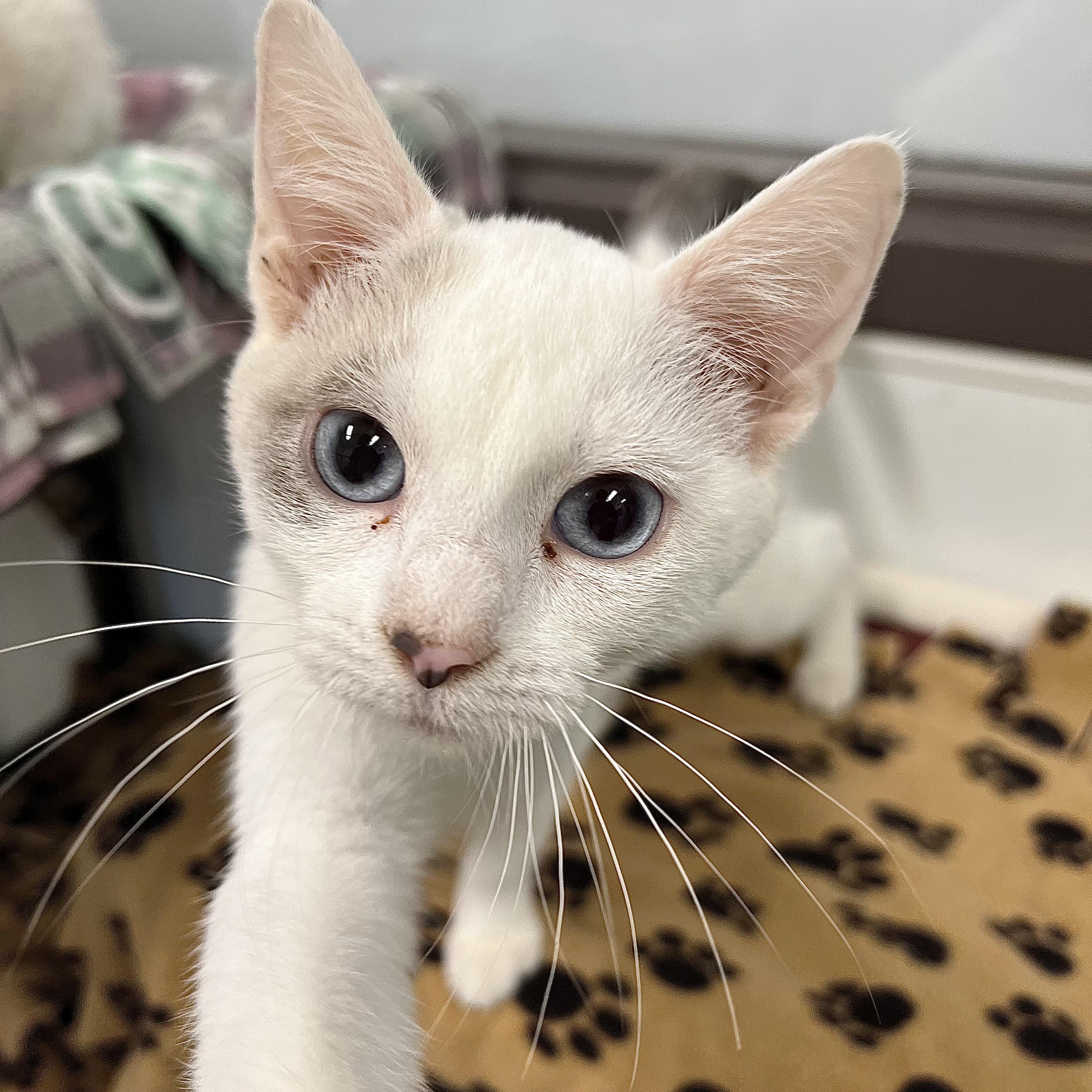 Amira, ADOPTABLE, Kitten Female Siamese.