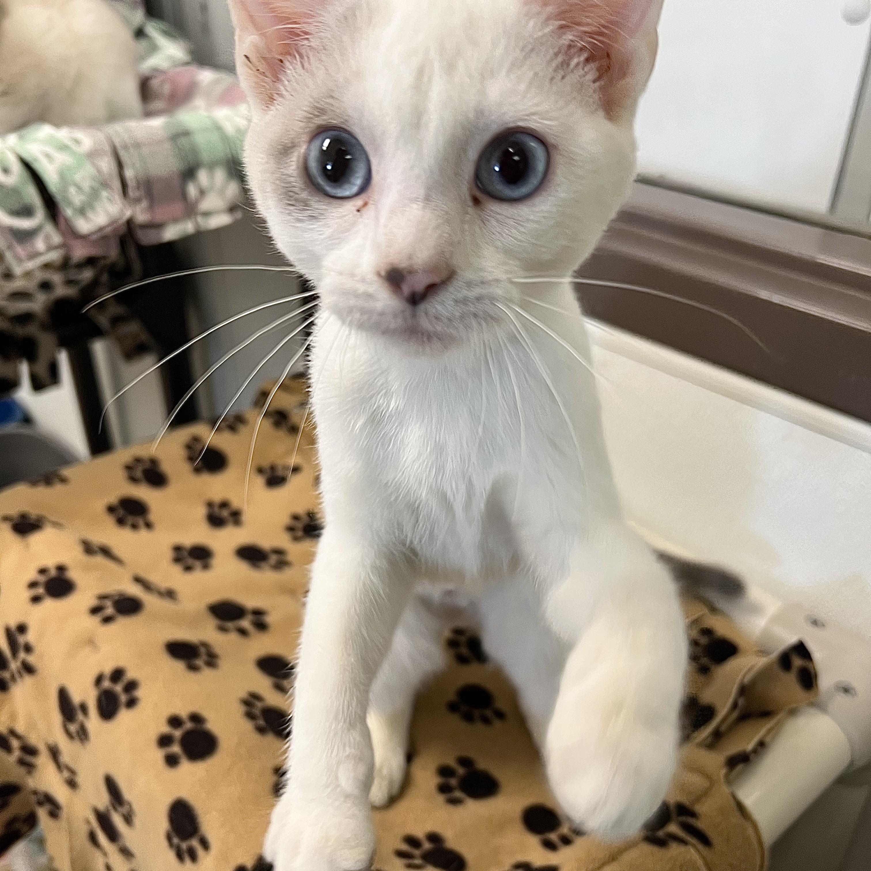Amira, a ADOPTABLE mixed breed in Fairmont, MN image 5/6