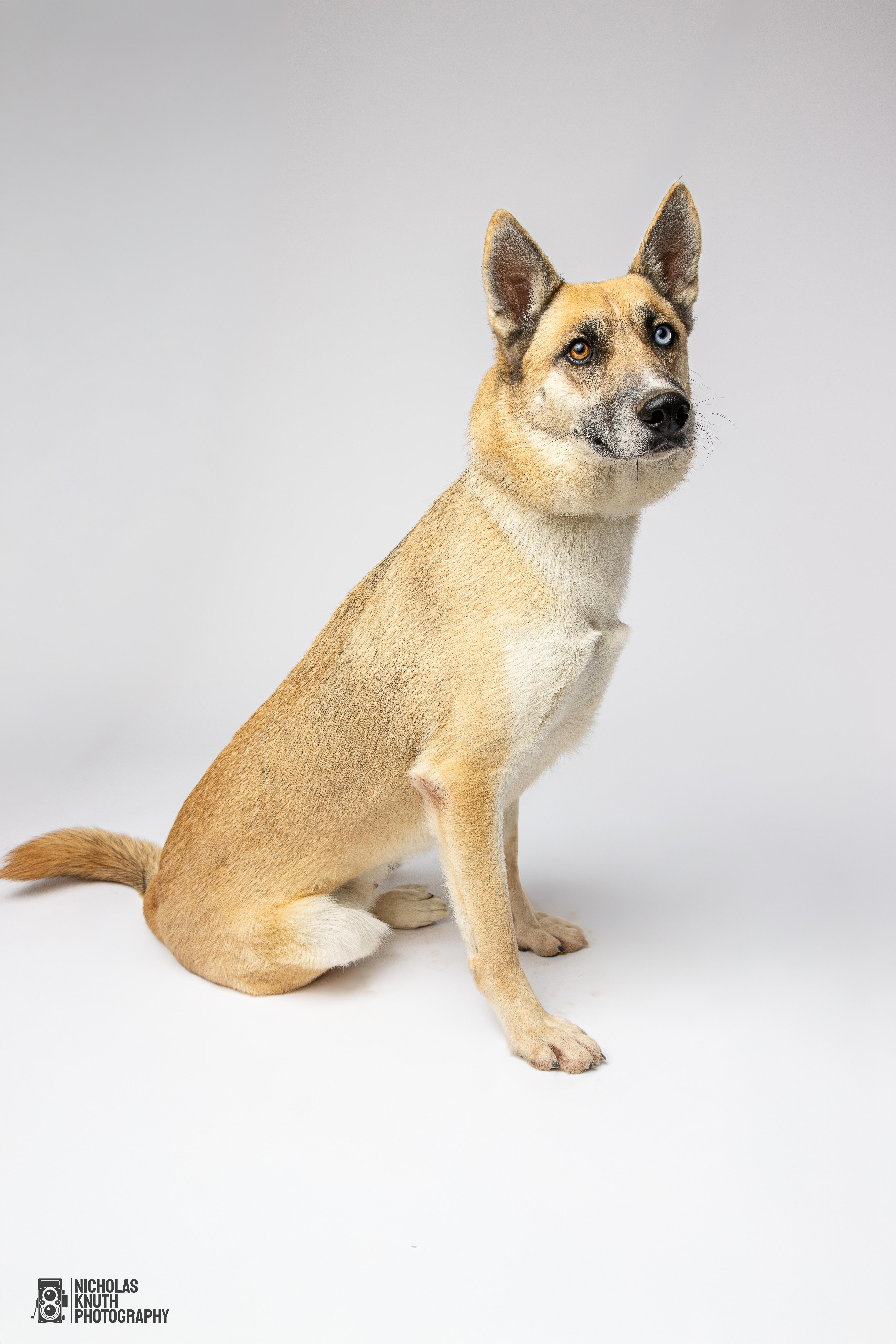 Atlas, a Adoptable mixed breed in Palatine, IL image 1/5