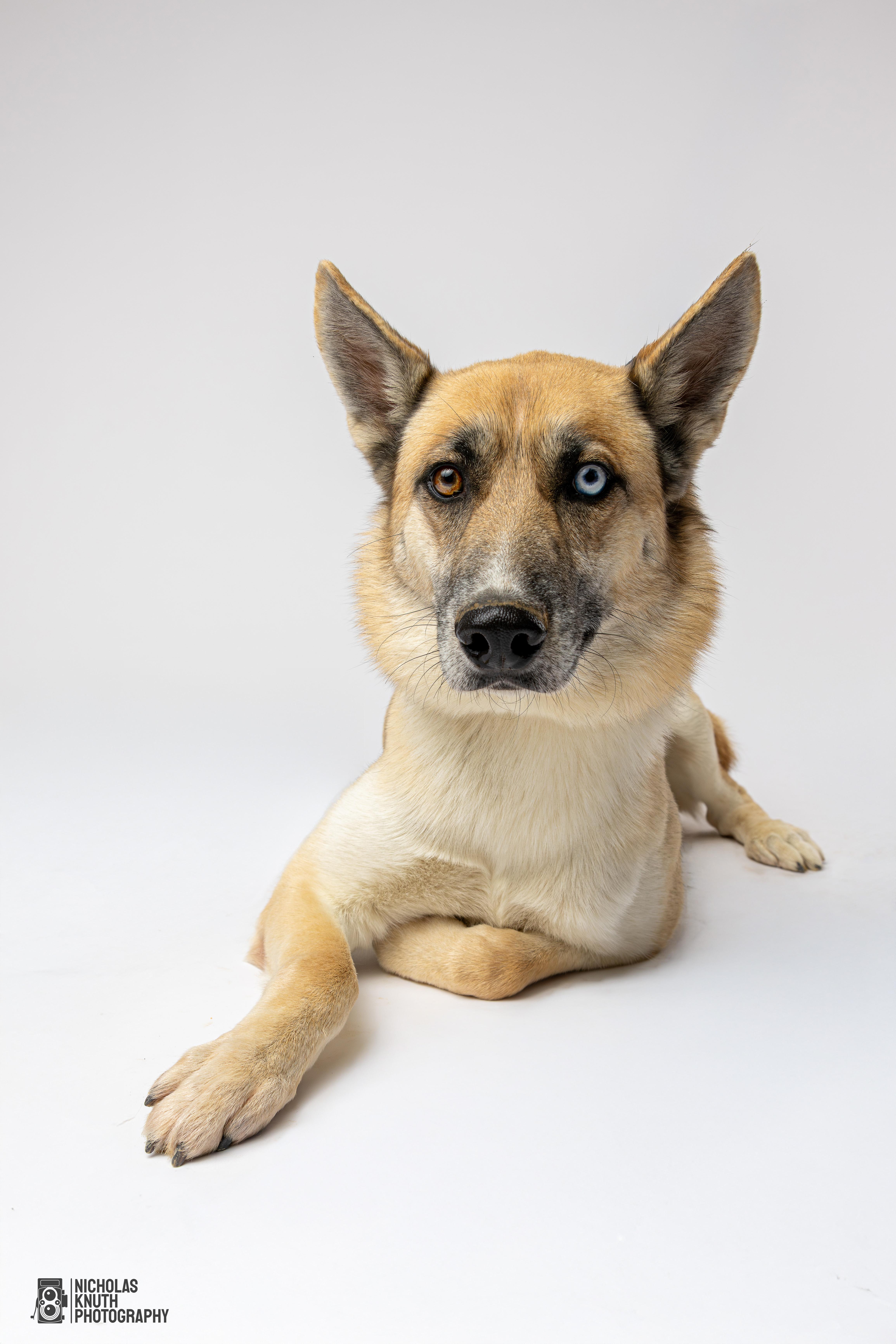 Atlas, a Adoptable mixed breed in Palatine, IL image 2/5