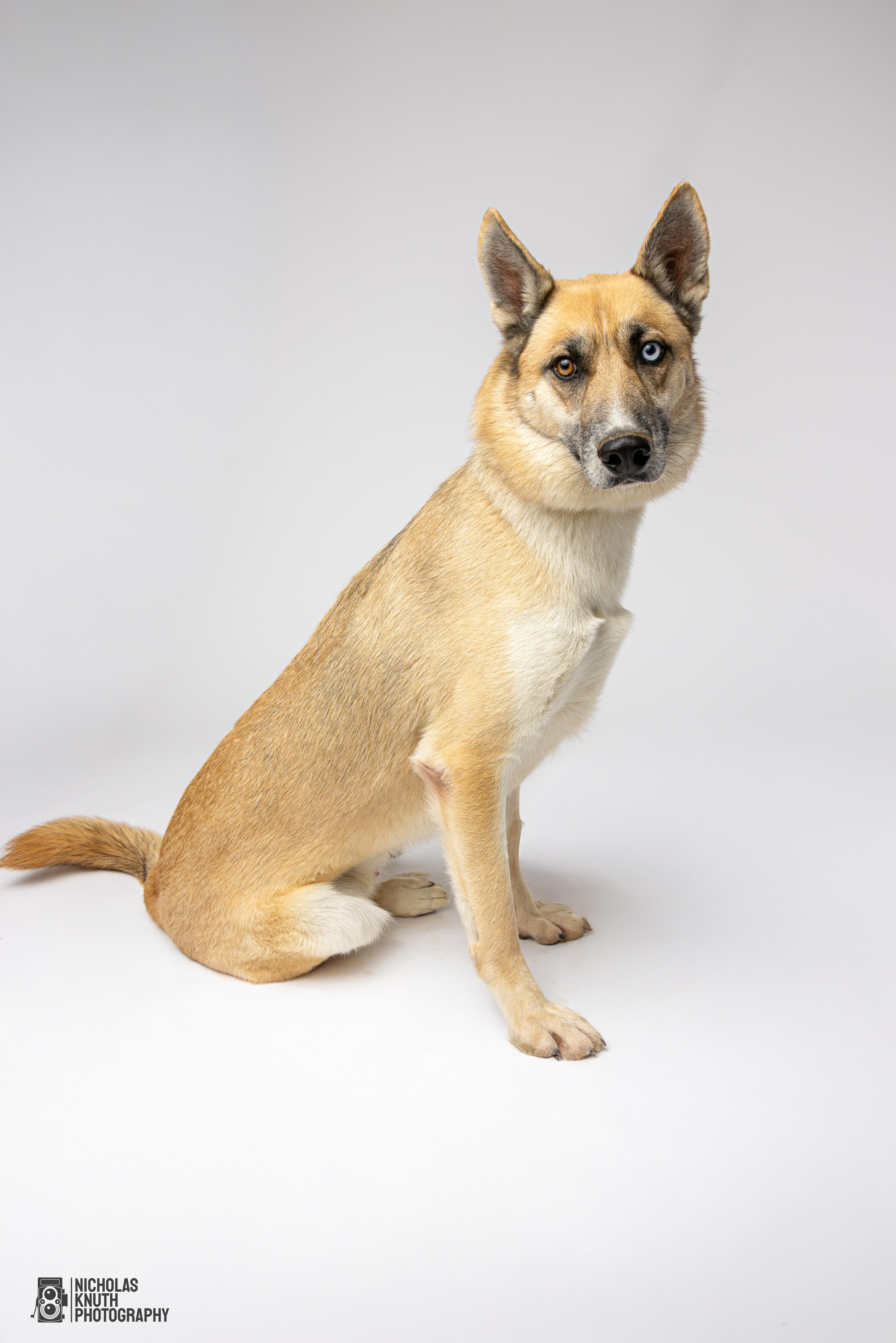 Atlas, a Adoptable mixed breed in Palatine, IL image 3/5