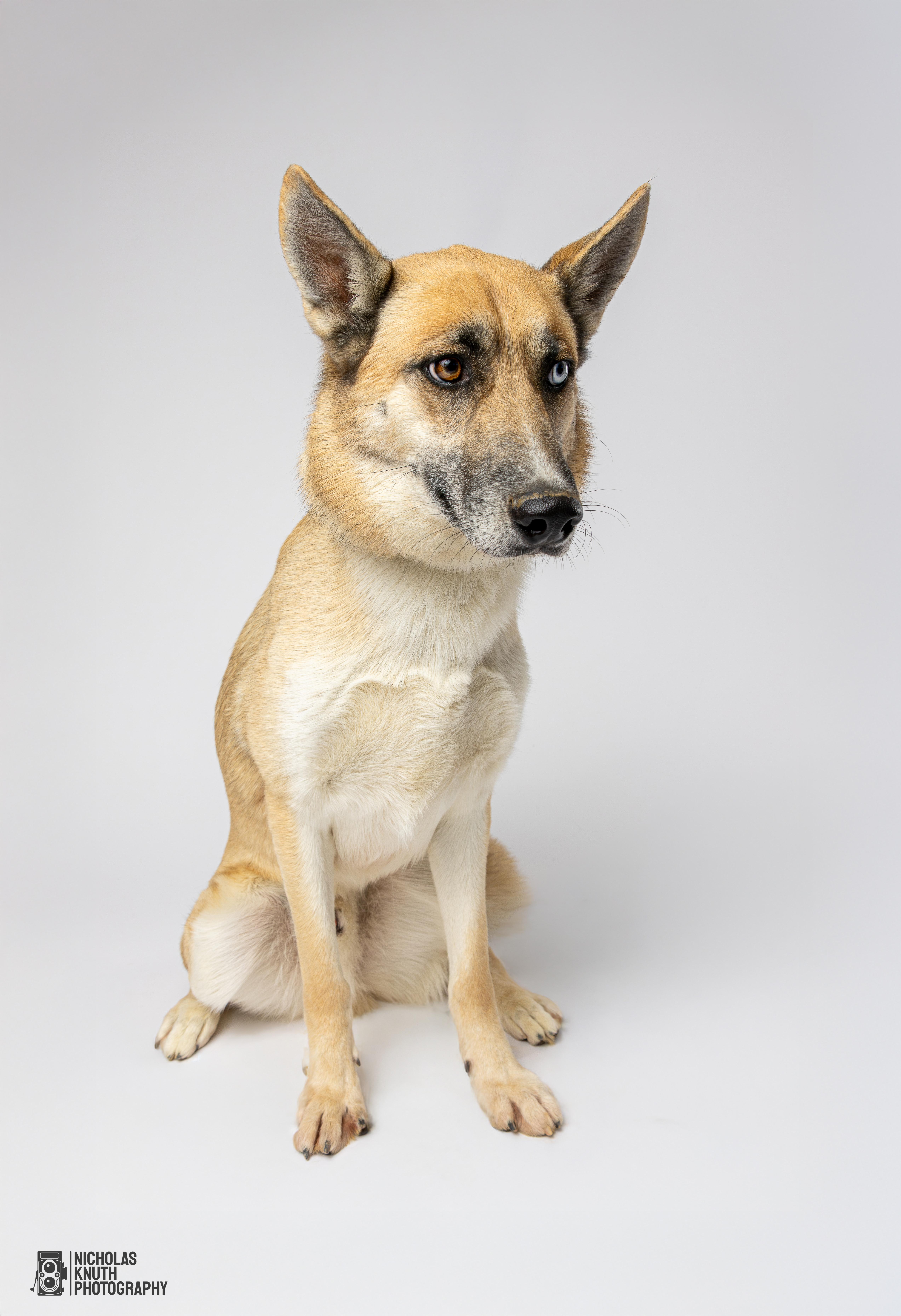 Atlas, a Adoptable mixed breed in Palatine, IL image 4/5
