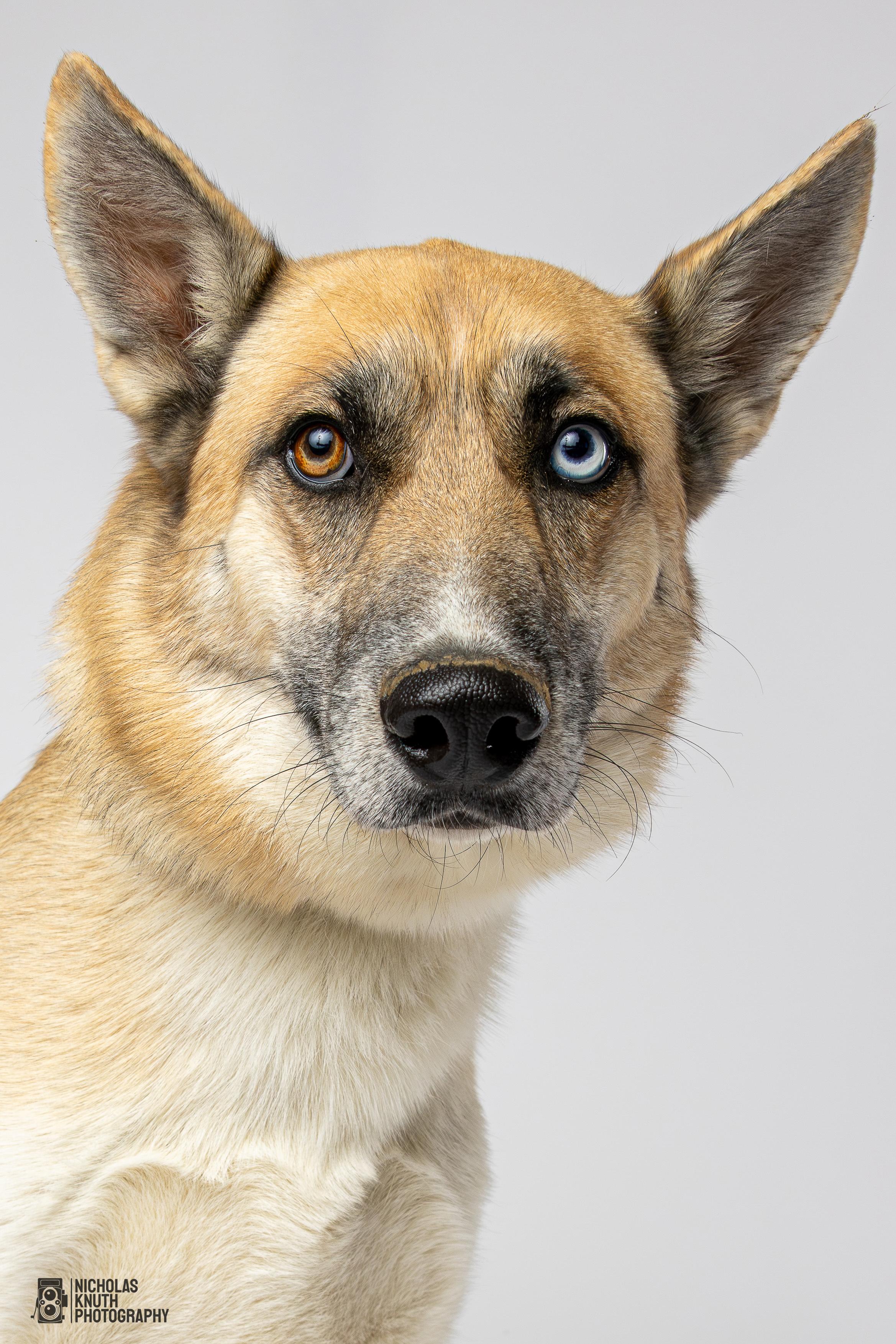 Atlas, a Adoptable mixed breed in Palatine, IL image 5/5