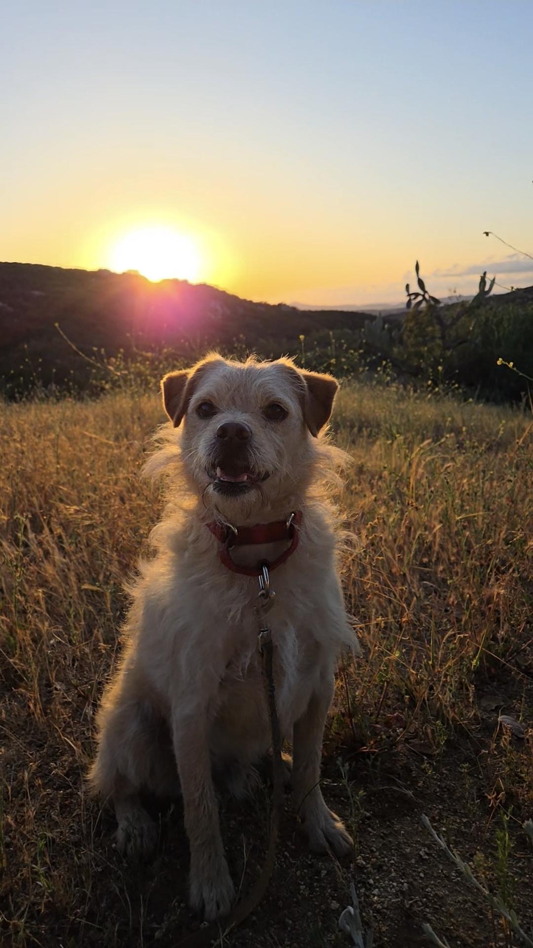 Enlarge Frazer, a ADOPTABLE mixed breed in Lake Elsinore, CA image 4/6