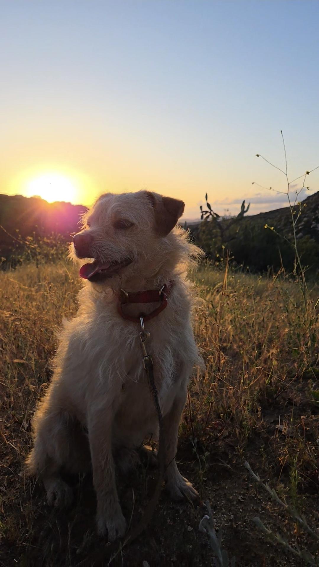 Enlarge Frazer, a ADOPTABLE mixed breed in Lake Elsinore, CA image 5/6