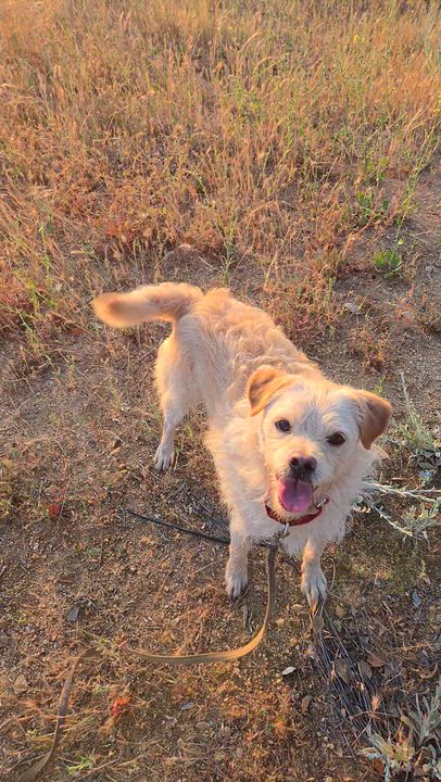 Enlarge Frazer, a ADOPTABLE mixed breed in Lake Elsinore, CA video 1/6