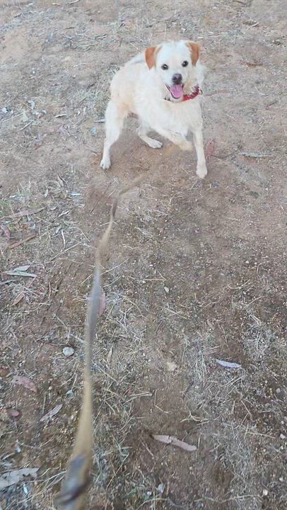 Enlarge Frazer, a ADOPTABLE mixed breed in Lake Elsinore, CA video 3/6