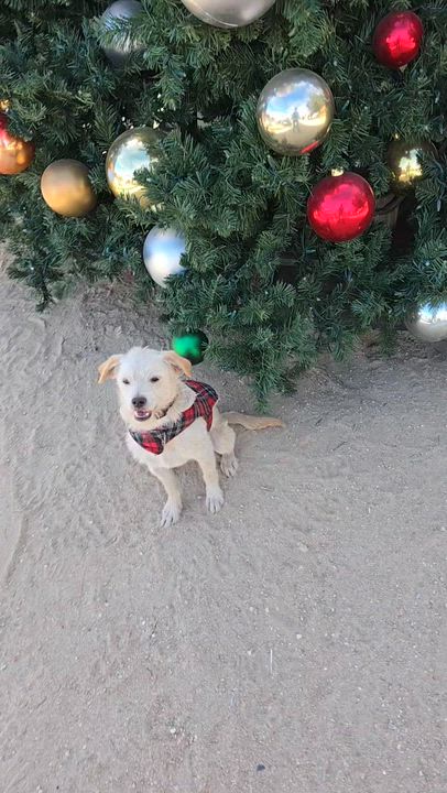 Enlarge Frazer, a ADOPTABLE mixed breed in Lake Elsinore, CA video 6/6