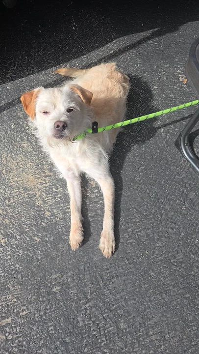 Enlarge Frazer, a ADOPTABLE mixed breed in Lake Elsinore, CA video 2/6