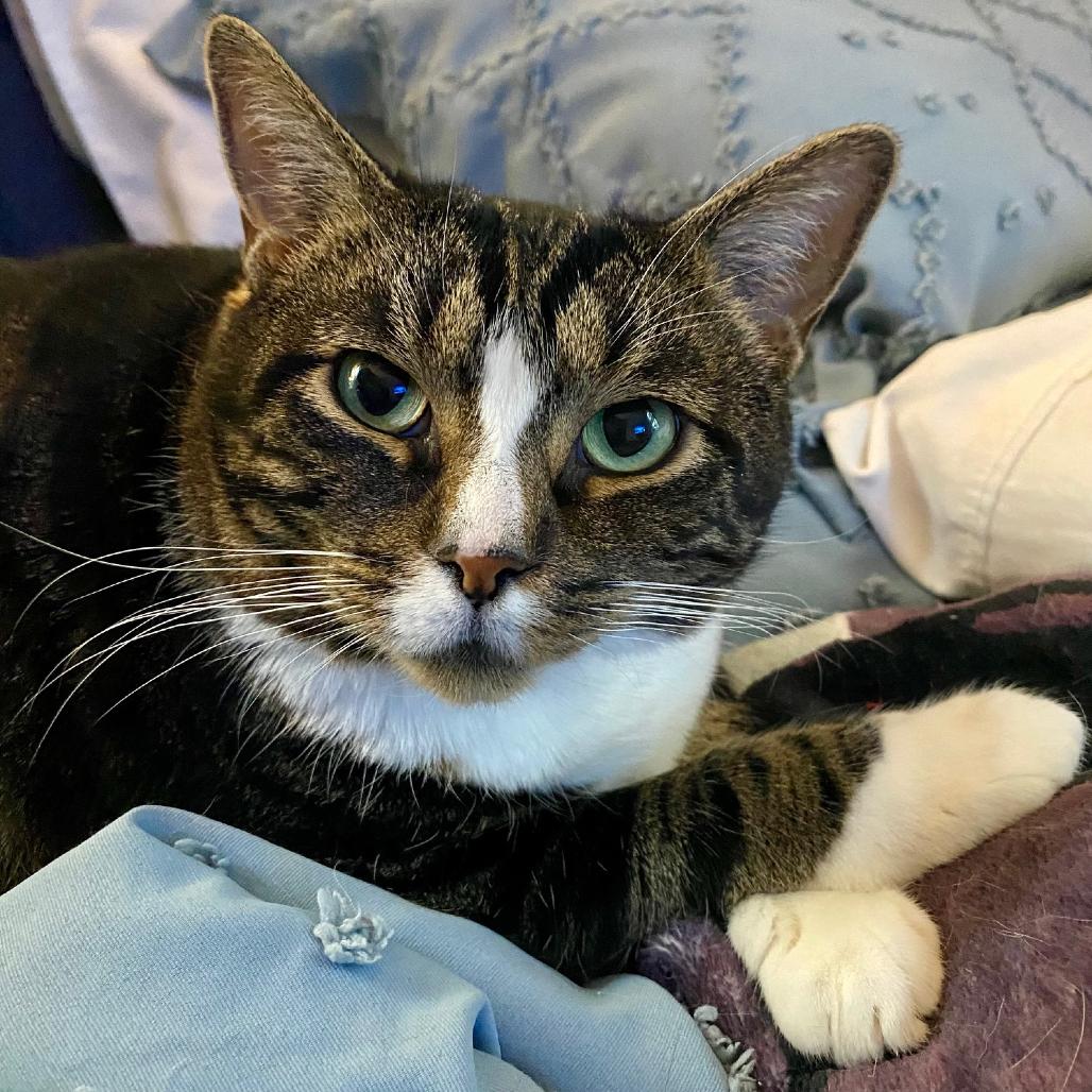 Angel, Adoptable, Senior Female Domestic Short Hair.