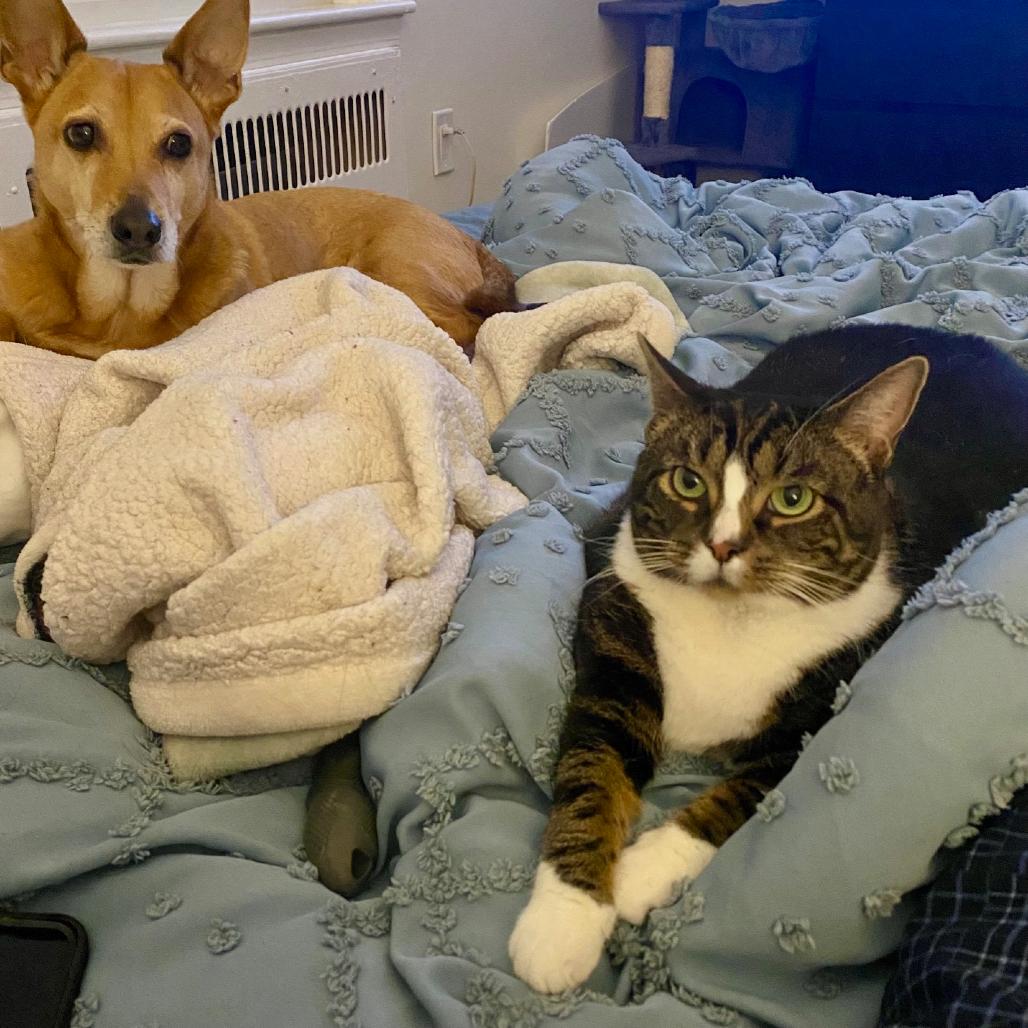 Enlarge Angel, a Adoptable Domestic Short Hair in Washington, DC image 1/6