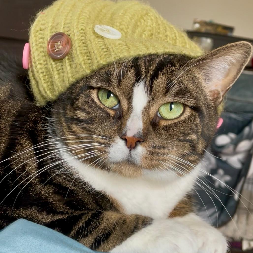 Angel, Adoptable, Senior Female Domestic Short Hair.